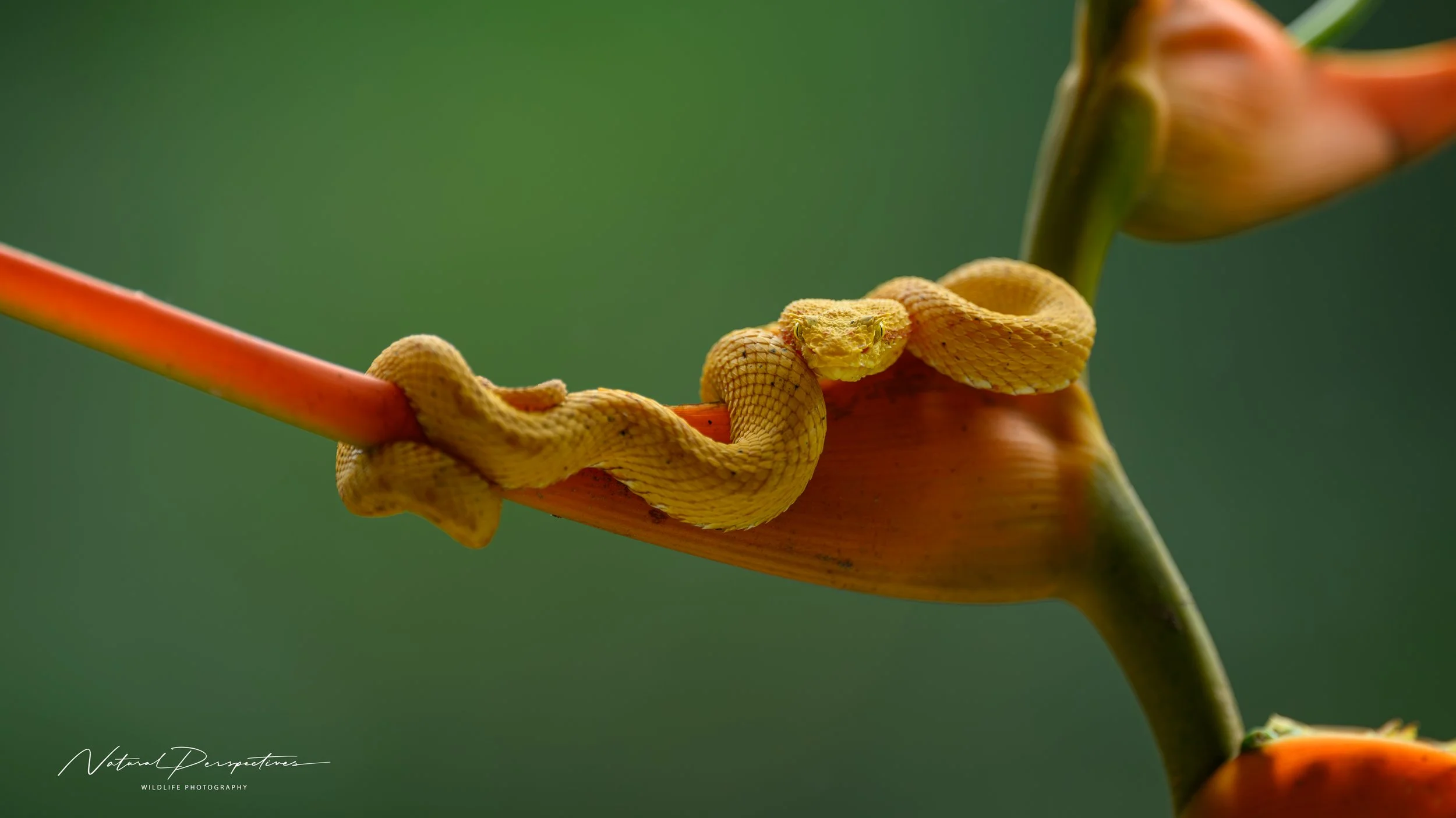 Eyelash pit viper 1 - Arenal, Costa Rica - 2026-07-01-6910.jpg