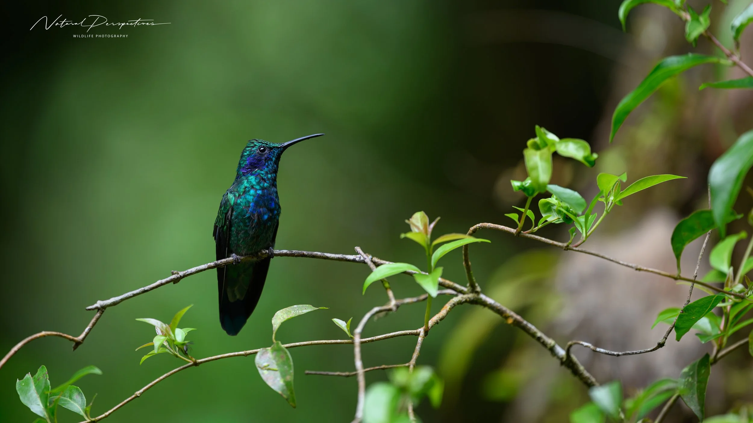 Lesser Violetear 1 - Curicancha Reserve, Costa Rica - 2026-07-06-91394.jpg