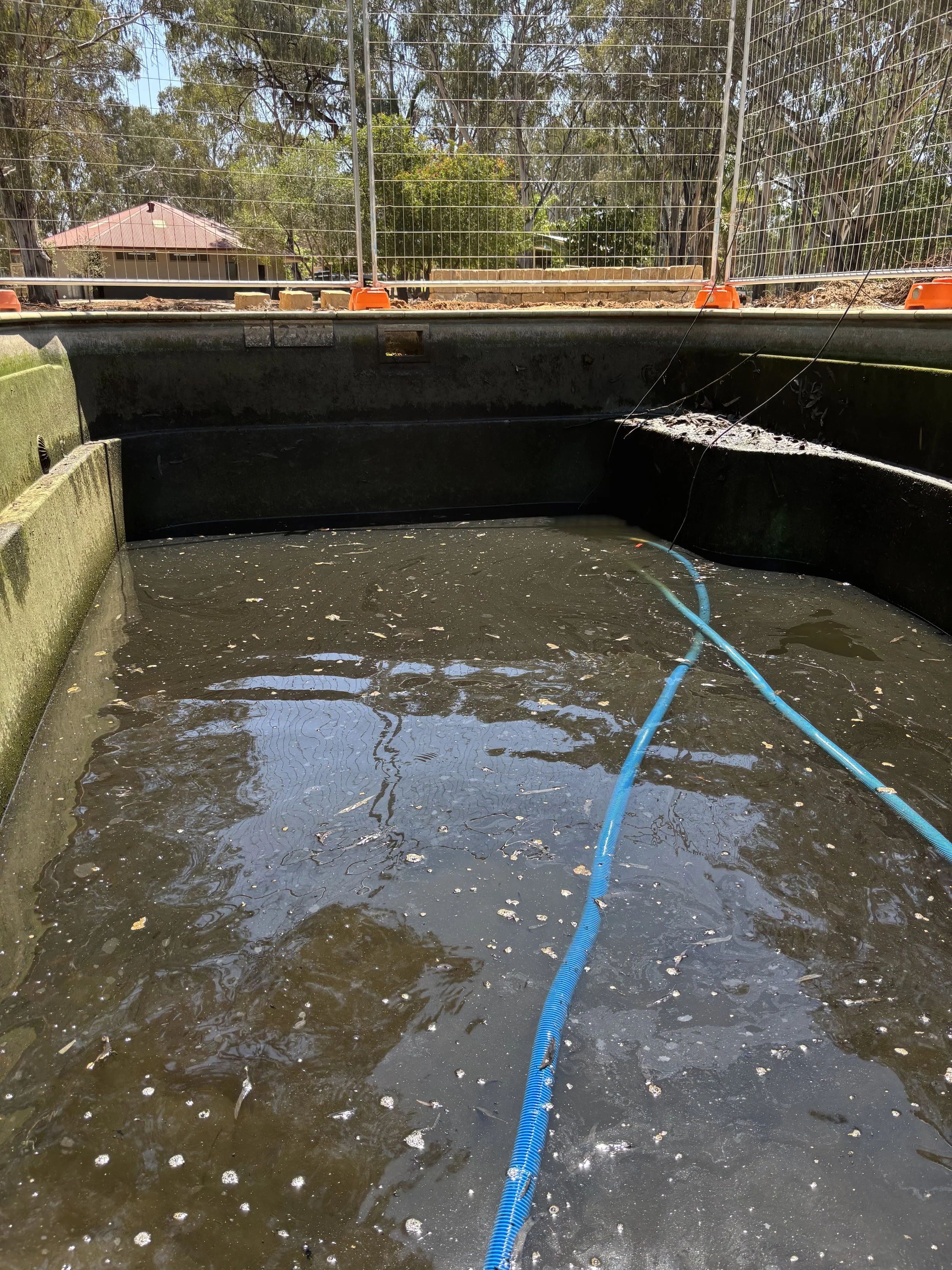 A swimming pool with murky water, surrounded by a fence with orange barrier cones on top, and blue hoses floating on the surface.