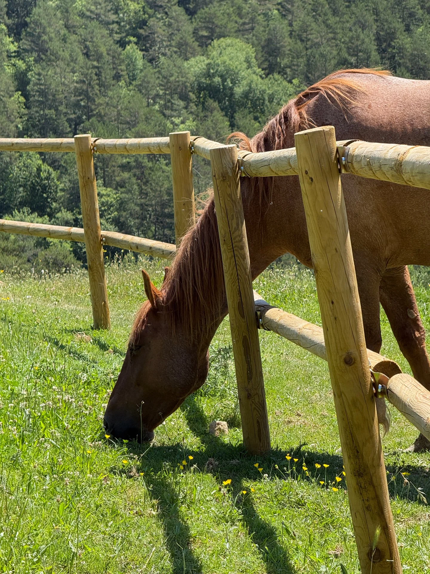 Horses roaming the private forest at Seven By Bussacs, Spanish Pyrenees