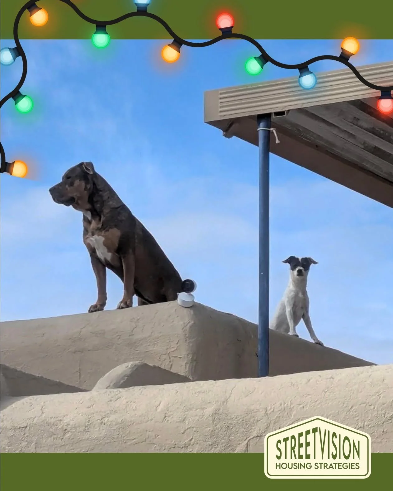 Happy Holidays from the StreetVision Paw Patrols! May your holiday season be full of rest, joy, and plenty of treats. 🐶🐾🏡