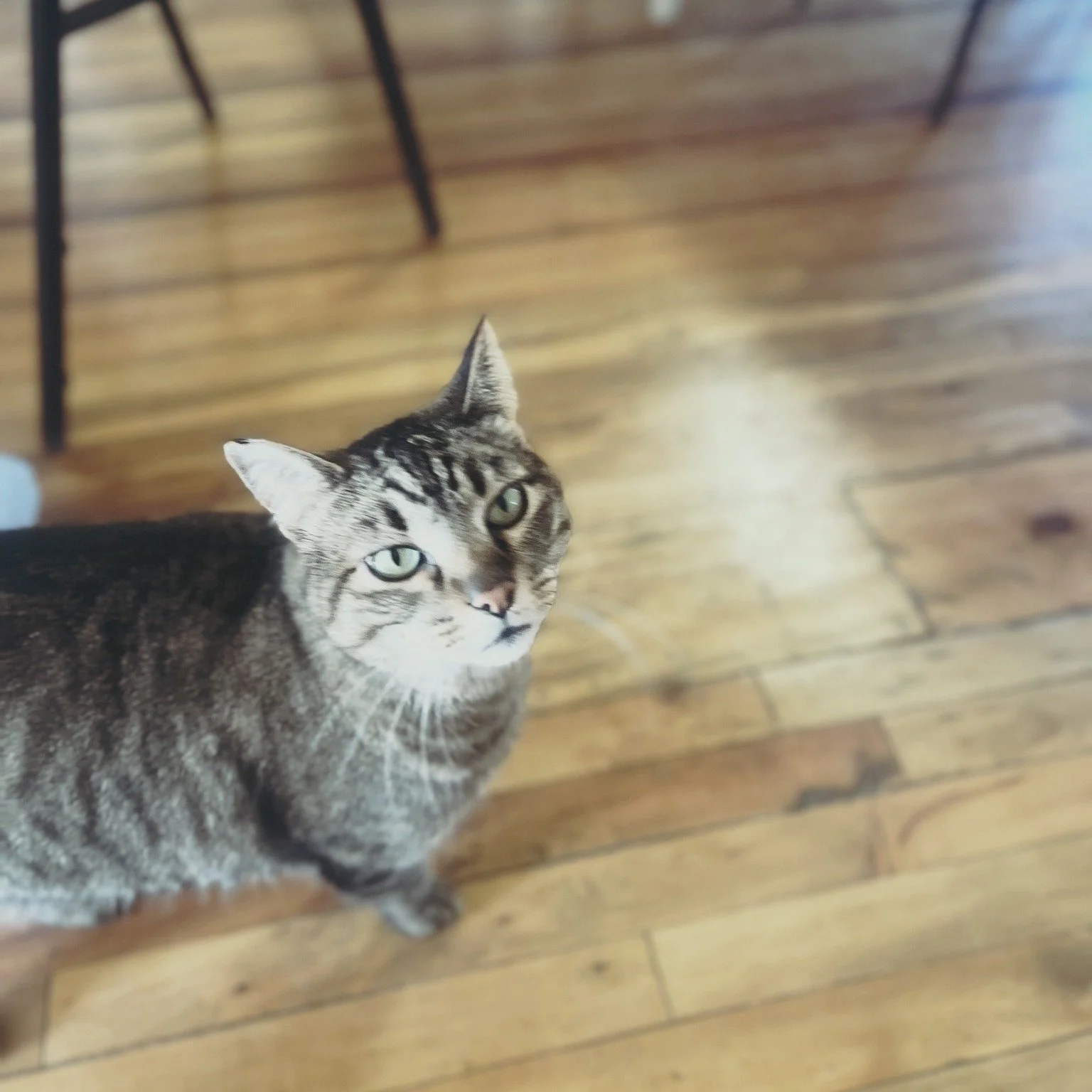 Meet Tigger 🐾

Tigger is about 7 years old, and in many ways, she chose us. She showed up at our office one day and has been part of our daily lives ever since.

She&rsquo;s a sweet, gentle girl with a shy side. Tigger can be a little skittish at fi