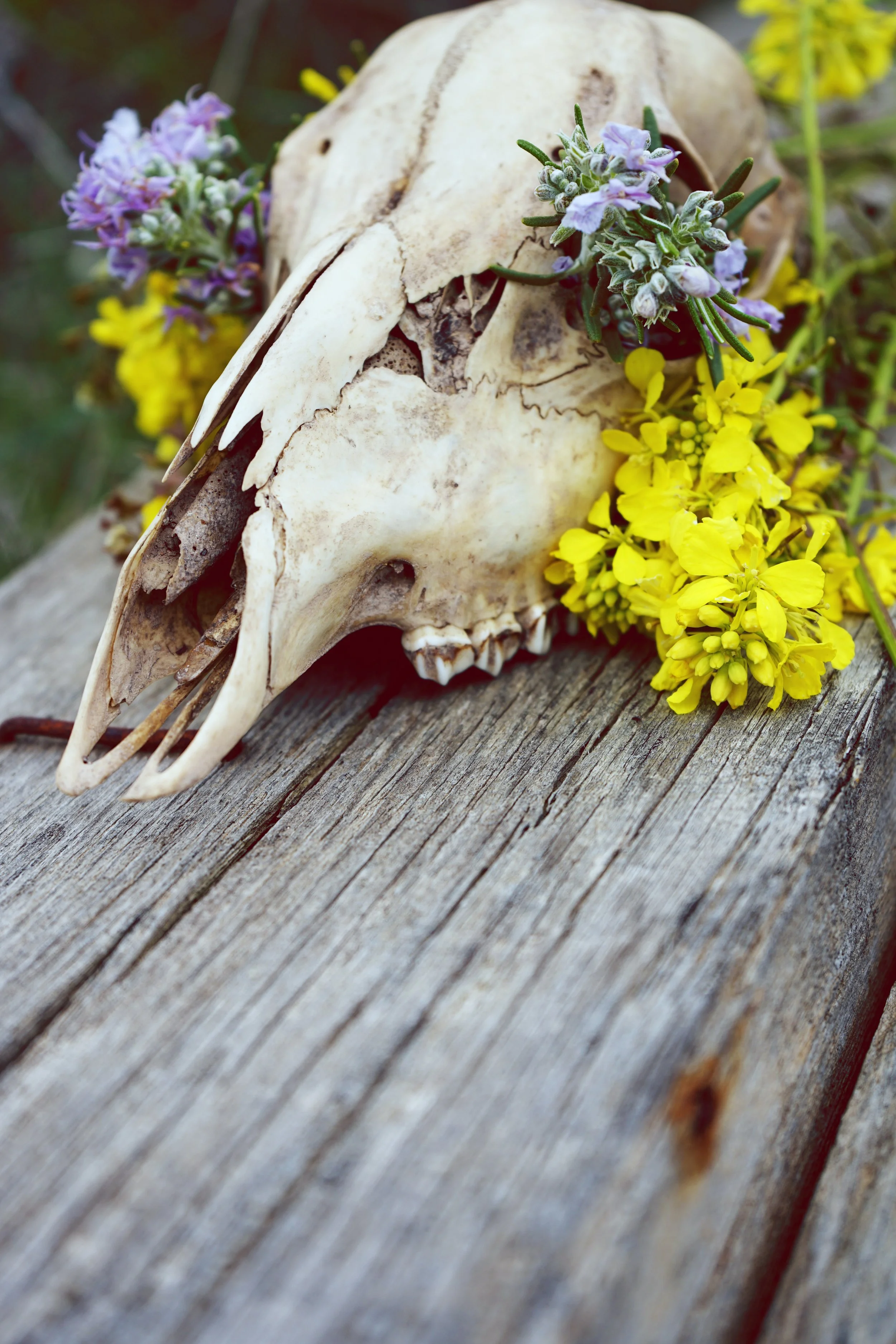 Animal skulls with blue and yellow flowers surrounding it sitting on a weathered piece of wood.