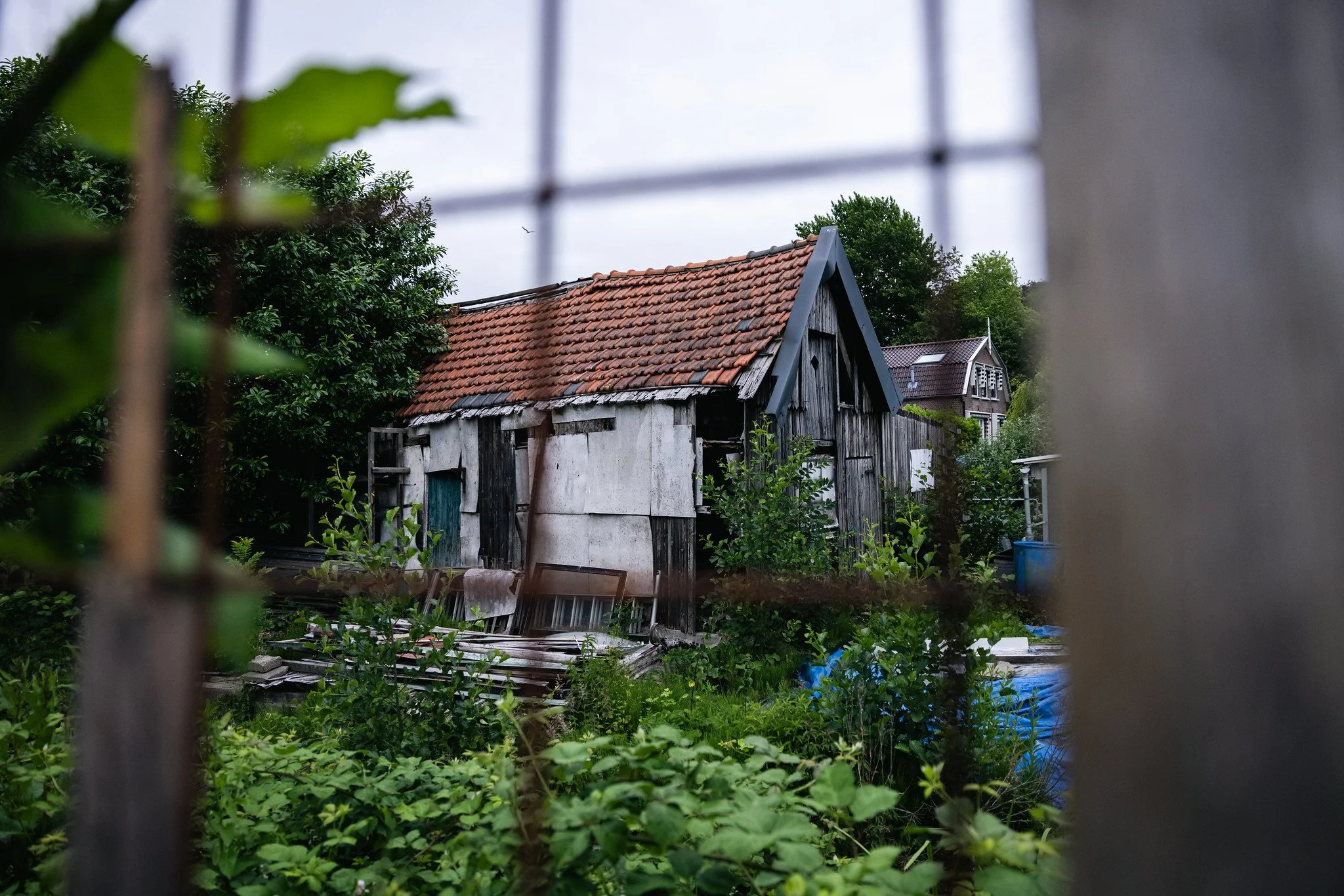 View of an old, weathered wooden shed with a red tile roof, surrounded by overgrown plants and trees, seen through a partially obscured fence or window frame.