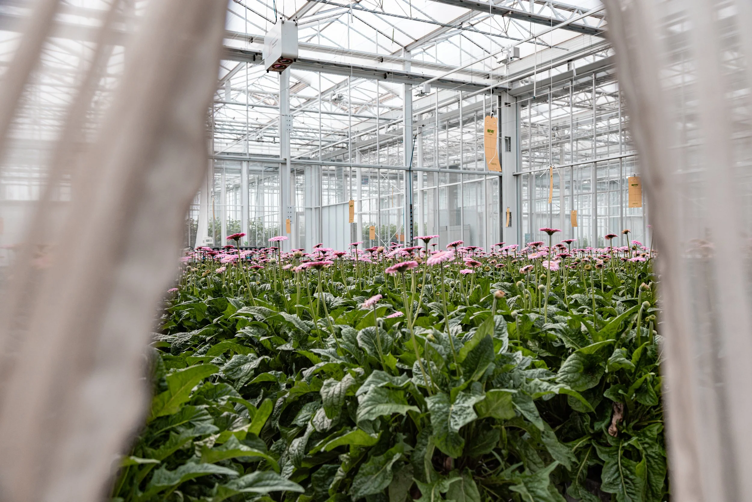 Pink flowers growing in a greenhouse viewed through a metal fence.