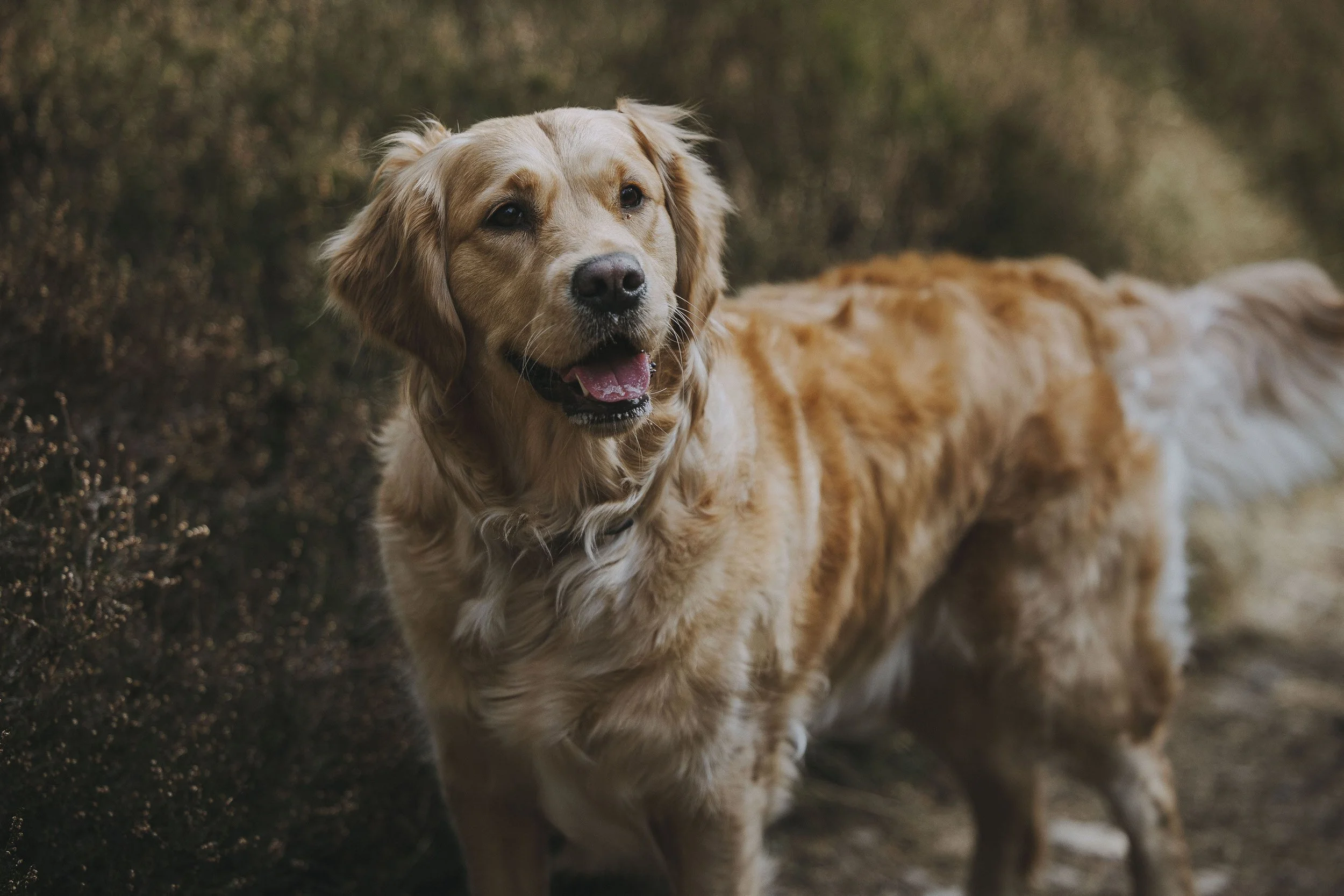 Golden retriever dog standing outdoors on a nature trail with greenery in the background