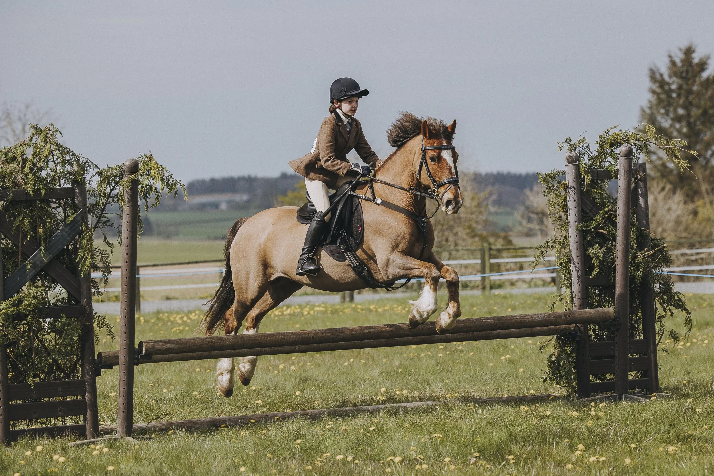 Young horse and rider jumping