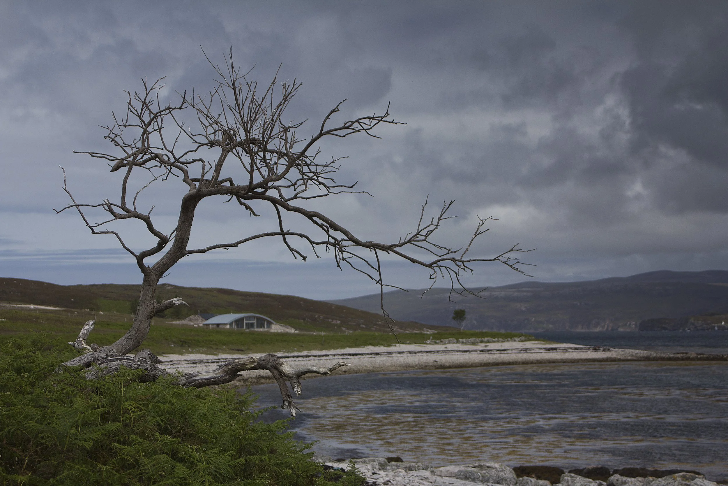 A barren tree leaning over a shoreline with a cloudy sky in the background.