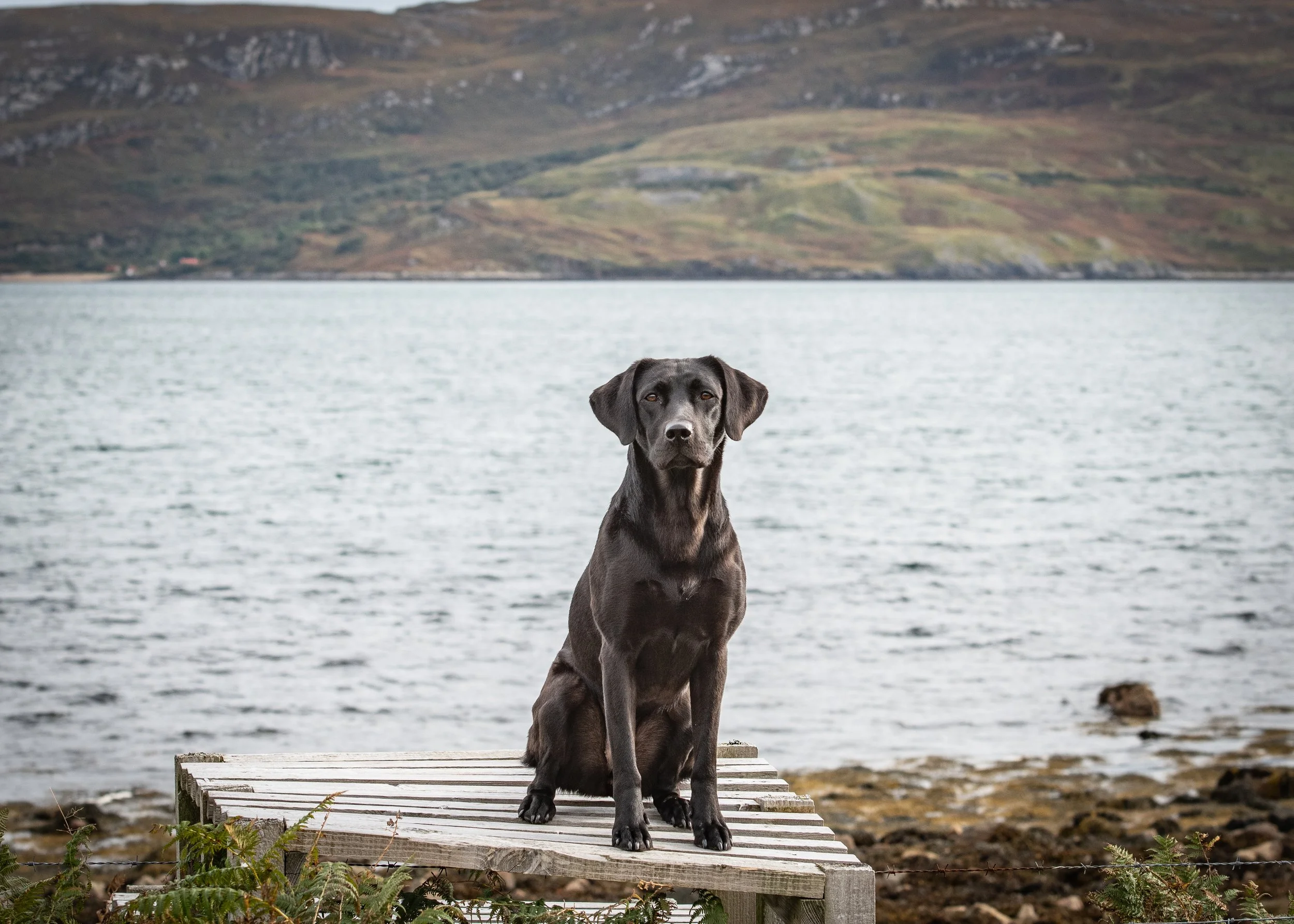 croft-103-durness-luxury-holiday-cottages-scotland-the-wild-north-dogs-2.jpg