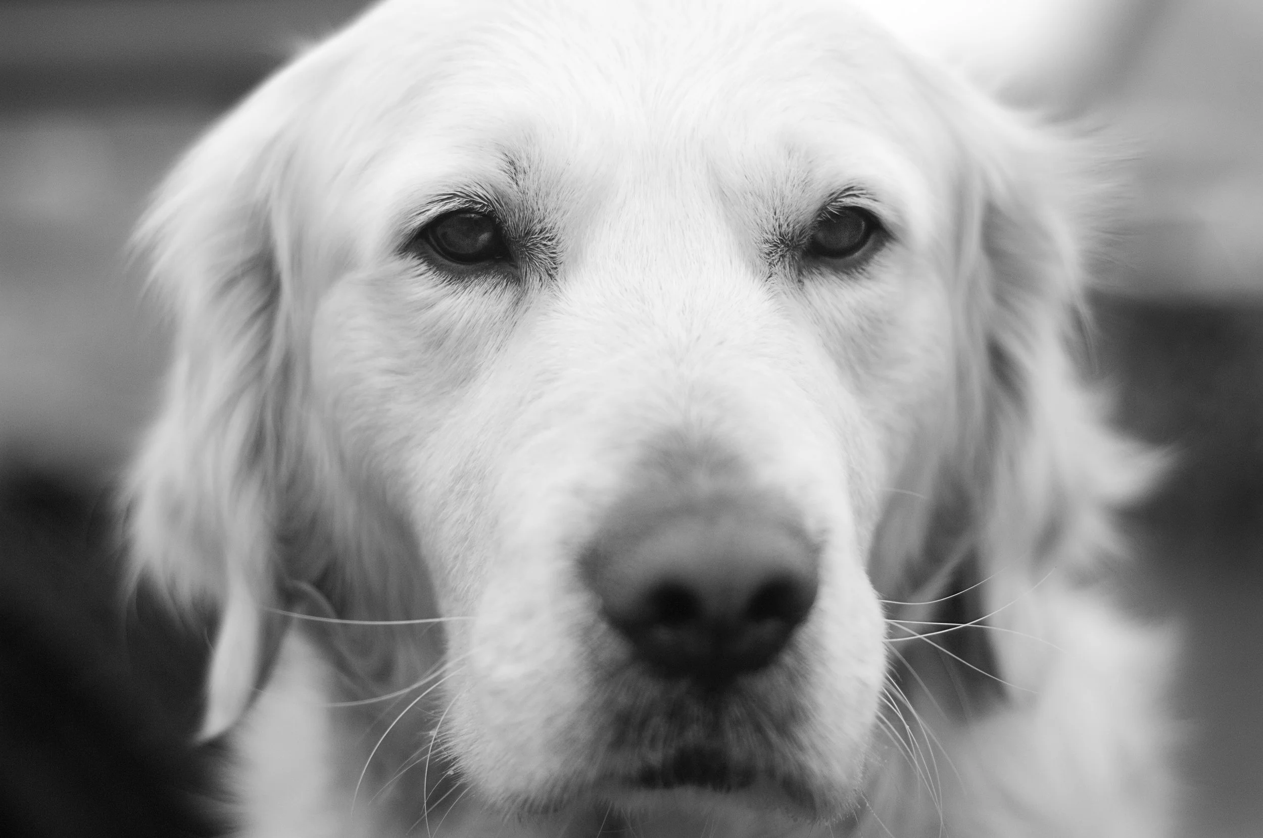 Dogs