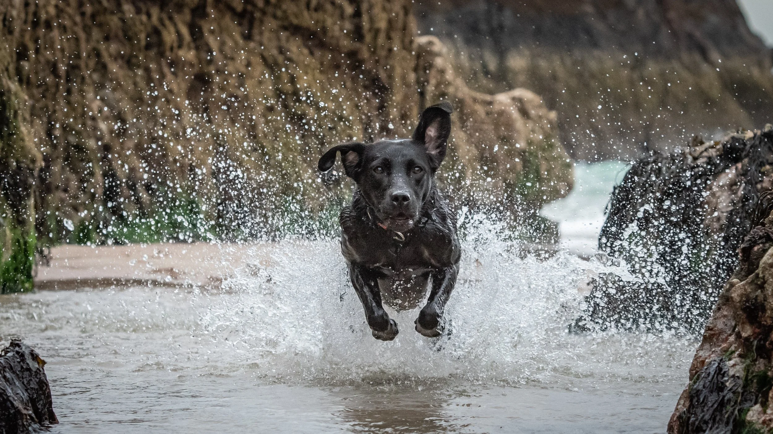 croft-103-durness-luxury-holiday-cottages-scotland-the-wild-north-dogs-1.jpg