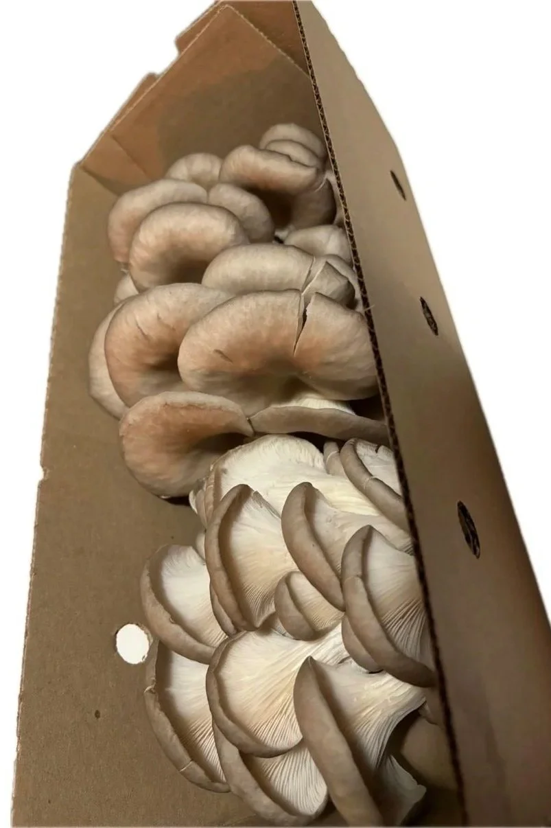 Fresh Oyster Mushroom