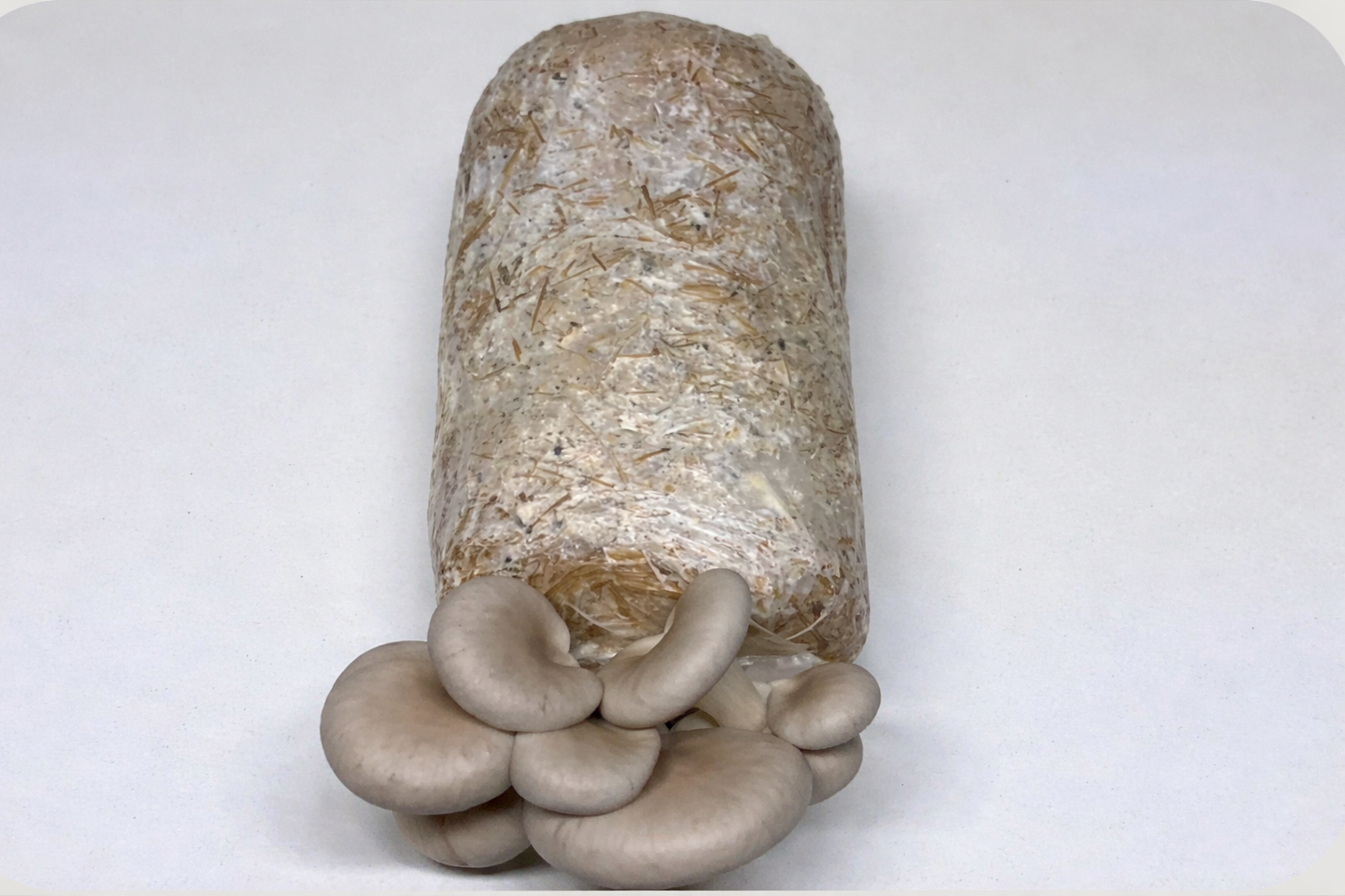 Mighty Oyster Mushroom Grow Kit