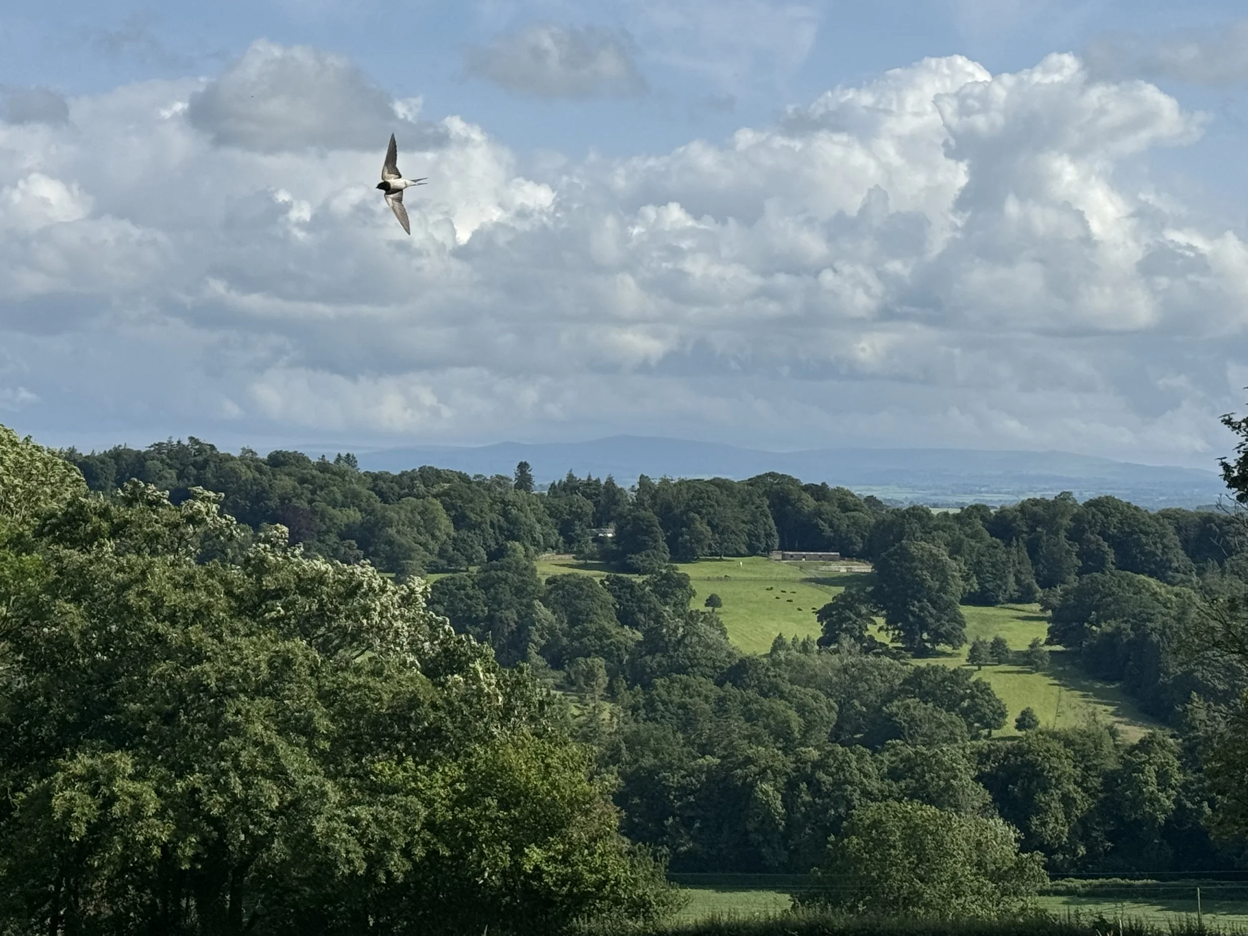 A scenic landscape with green trees and rolling hills under a cloudy sky, and a bird flying in the sky.