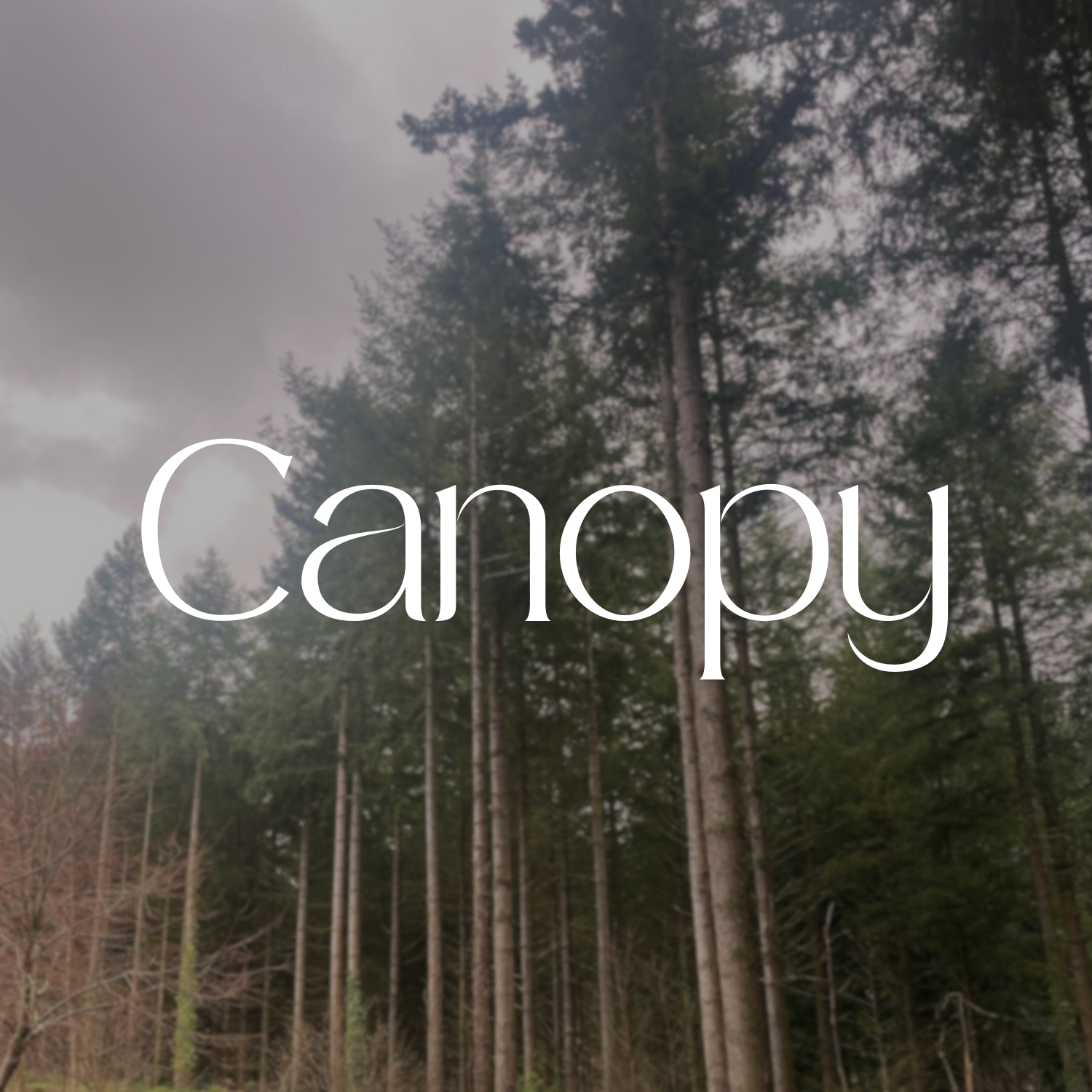A forest scene with tall trees and a cloudy sky, overlaid with the word 'Canopy' in large white letters.