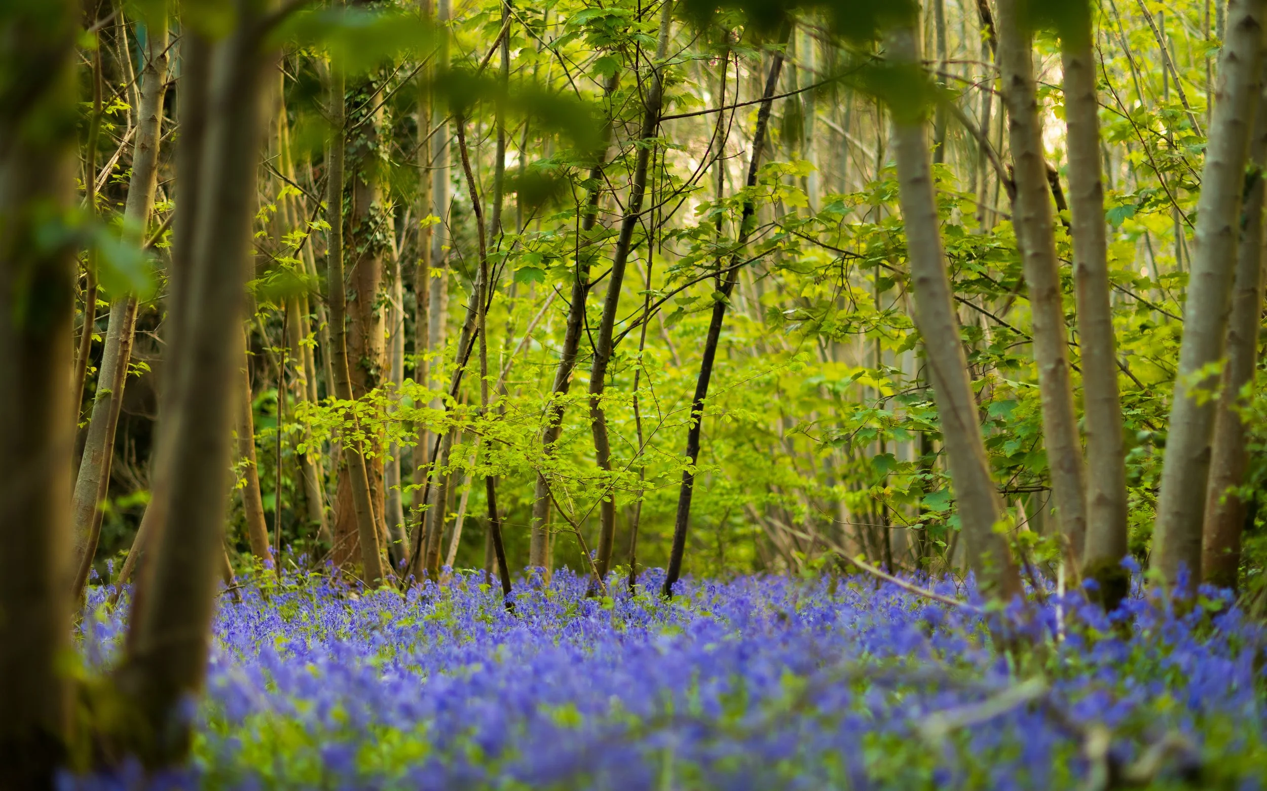 A forest scene with green leafy trees and a carpet of purple flowers on the ground.
