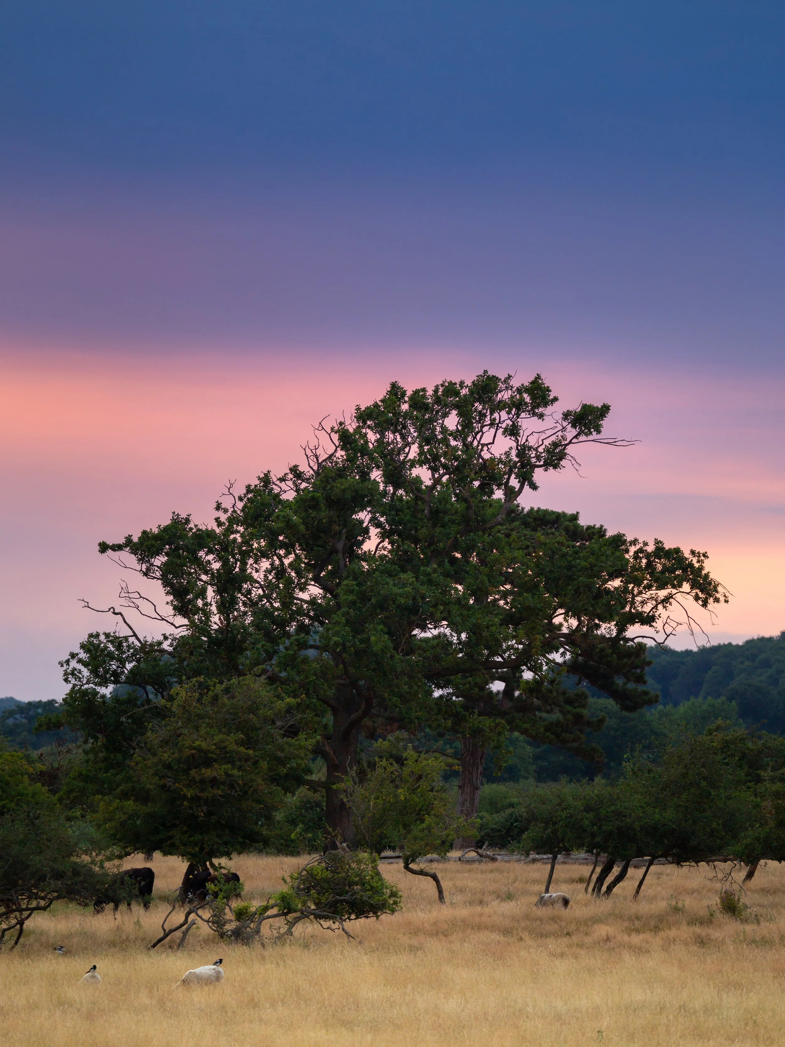 A landscape with a large, sprawling tree on a grassy plain during dusk, with a colorful sky in shades of pink, purple, and blue and cow and sheep grazing in the foreground.