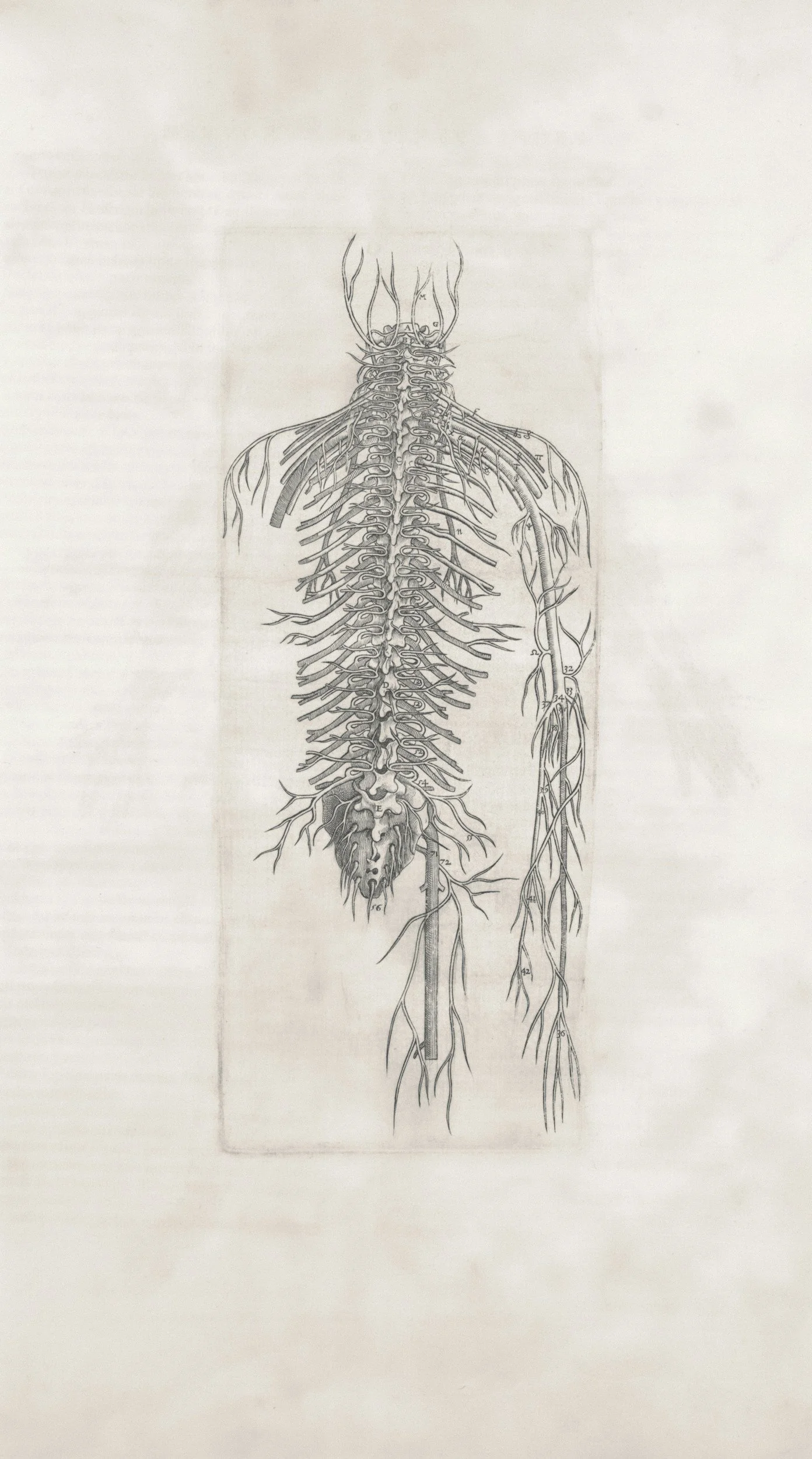 An illustration of acupuncture points in Traditional Chinese Medicine