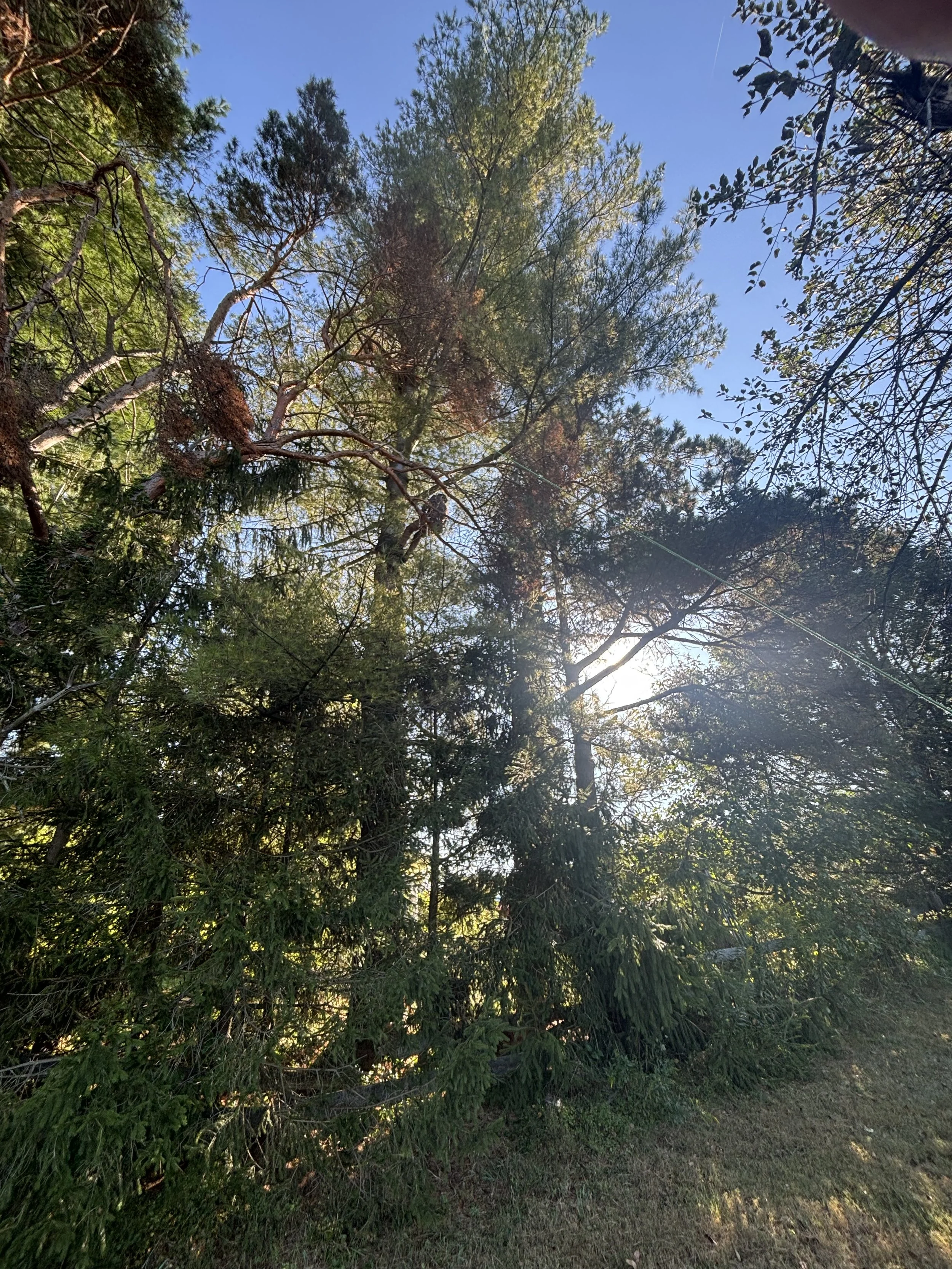 IMG_3142.jpeg