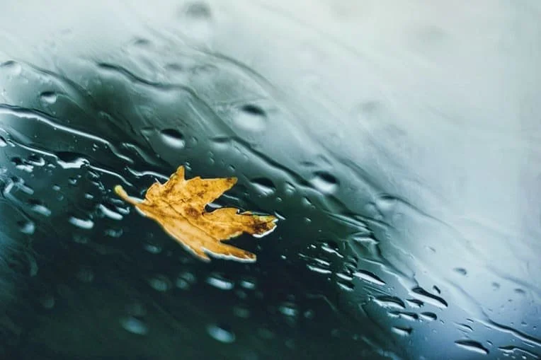 &middot;
&middot;
&middot;
&middot;
&middot;
#moodygrams #rainyday #fall #autumn #photography #moody_tones #rainydays #instagood #autumnleaves #photographysouls #moody_nature #rainy #nature #photographylovers #rain #autumncolors #photographyislife #m
