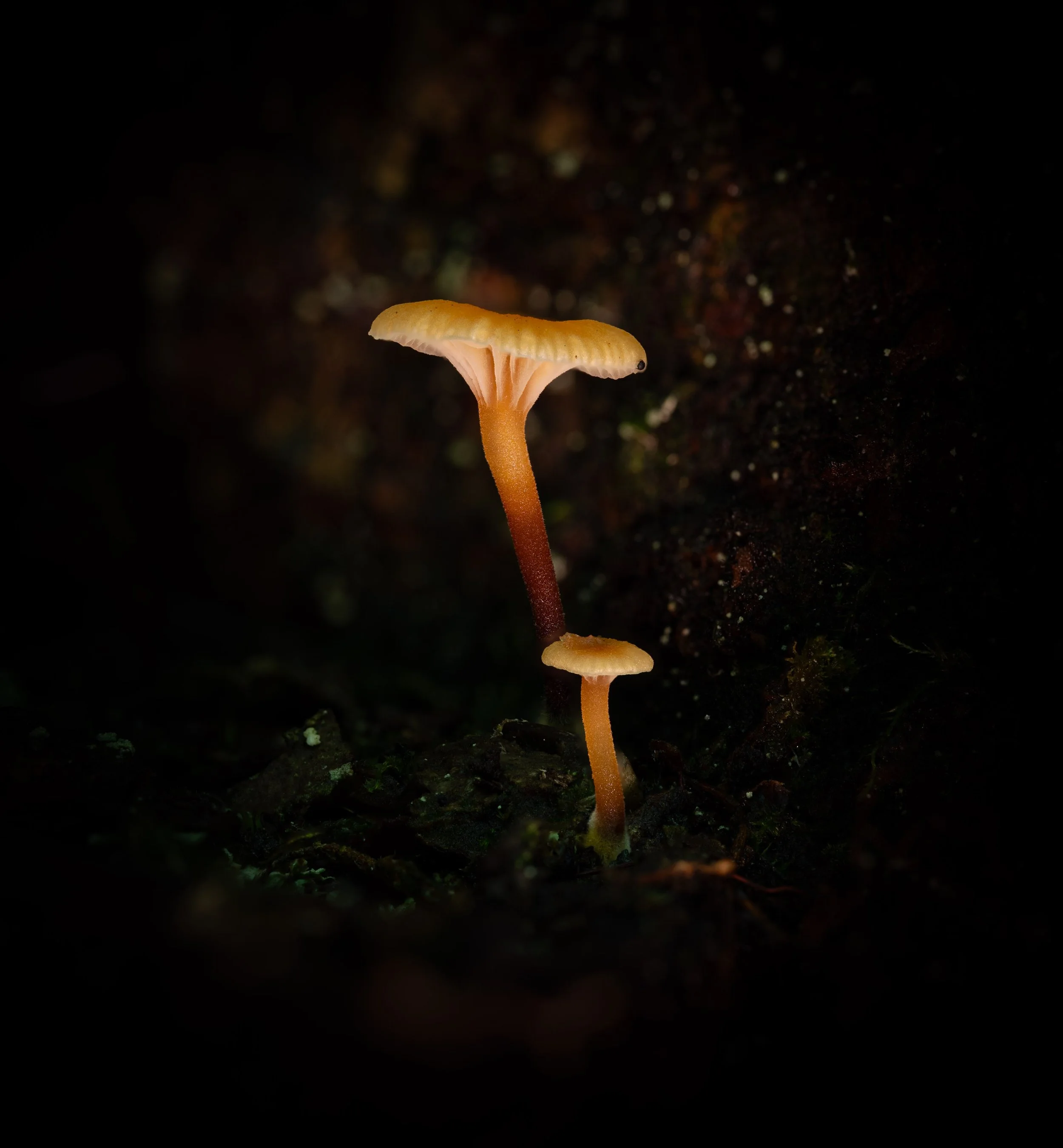 untitled--7.jpg