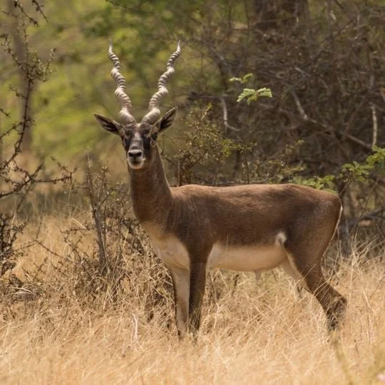 A kudu antelope standing in dry grass with trees and bushes in the background.