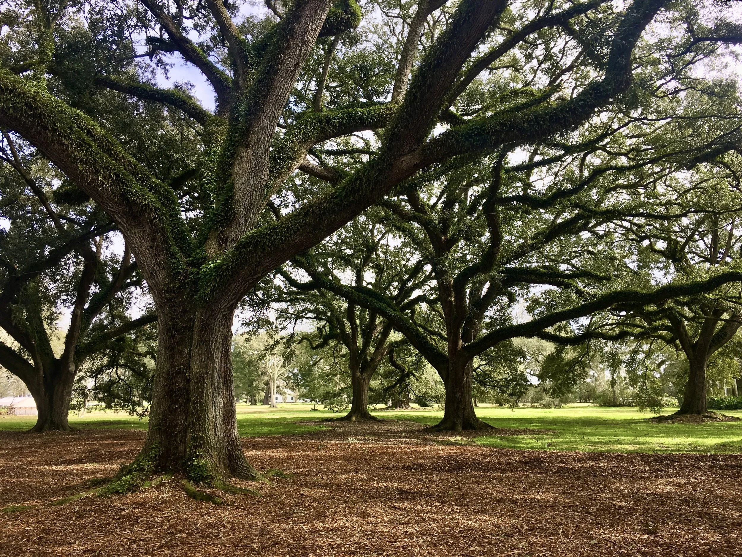 IFS Therapy Explained Simply: Understanding Your Inner World with Compassion