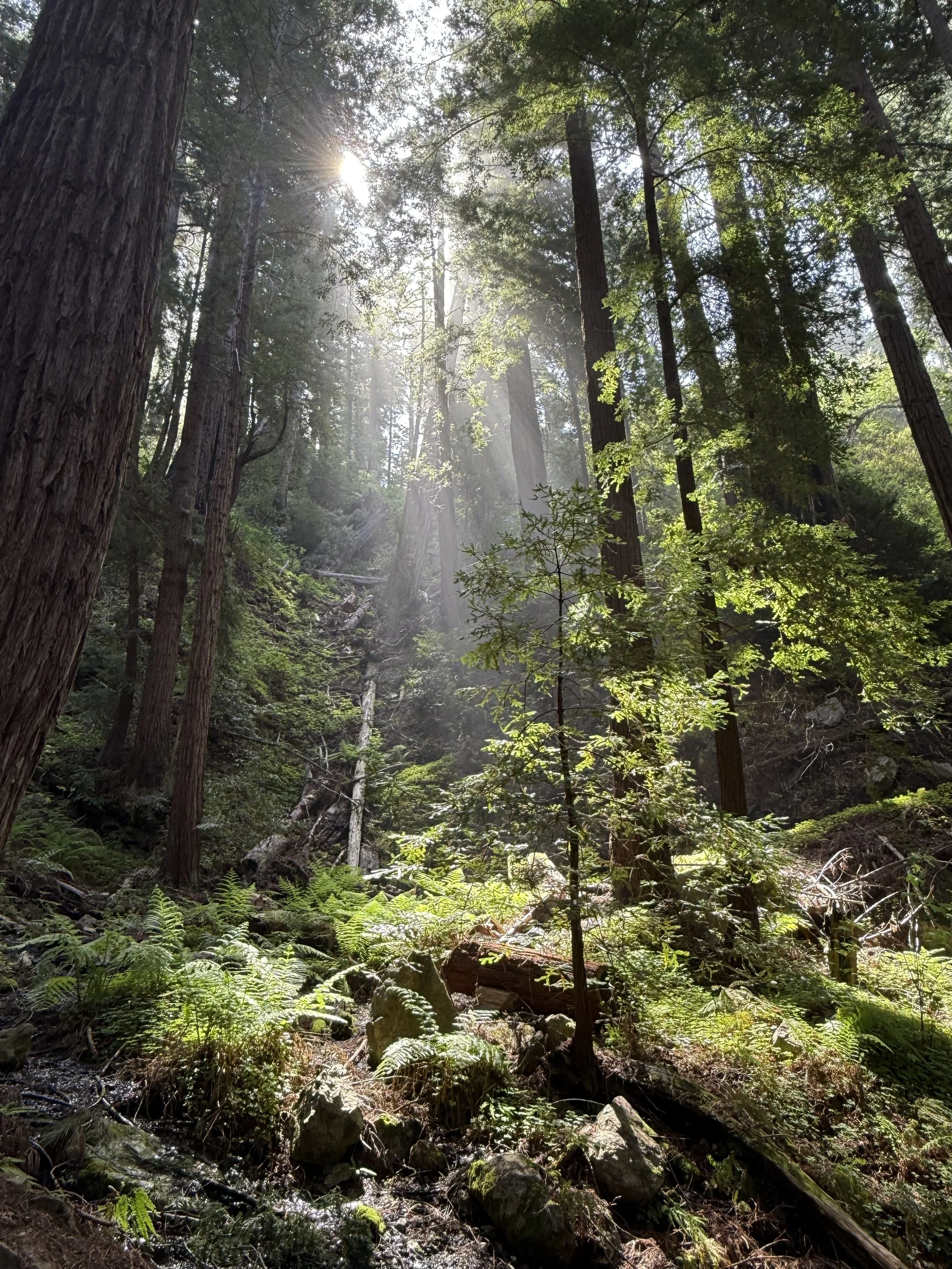 Why Dieting Fails When the Nervous System Is Dysregulated — and What Trauma‑Informed Nutrition Does Instead