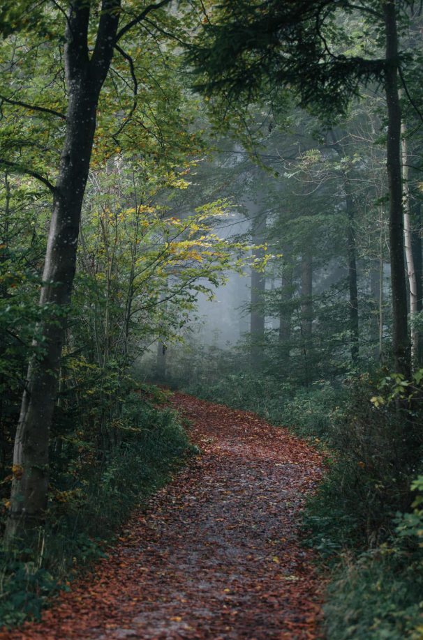 Fall Mental Health: Supporting Your Nervous System Through Seasonal Change