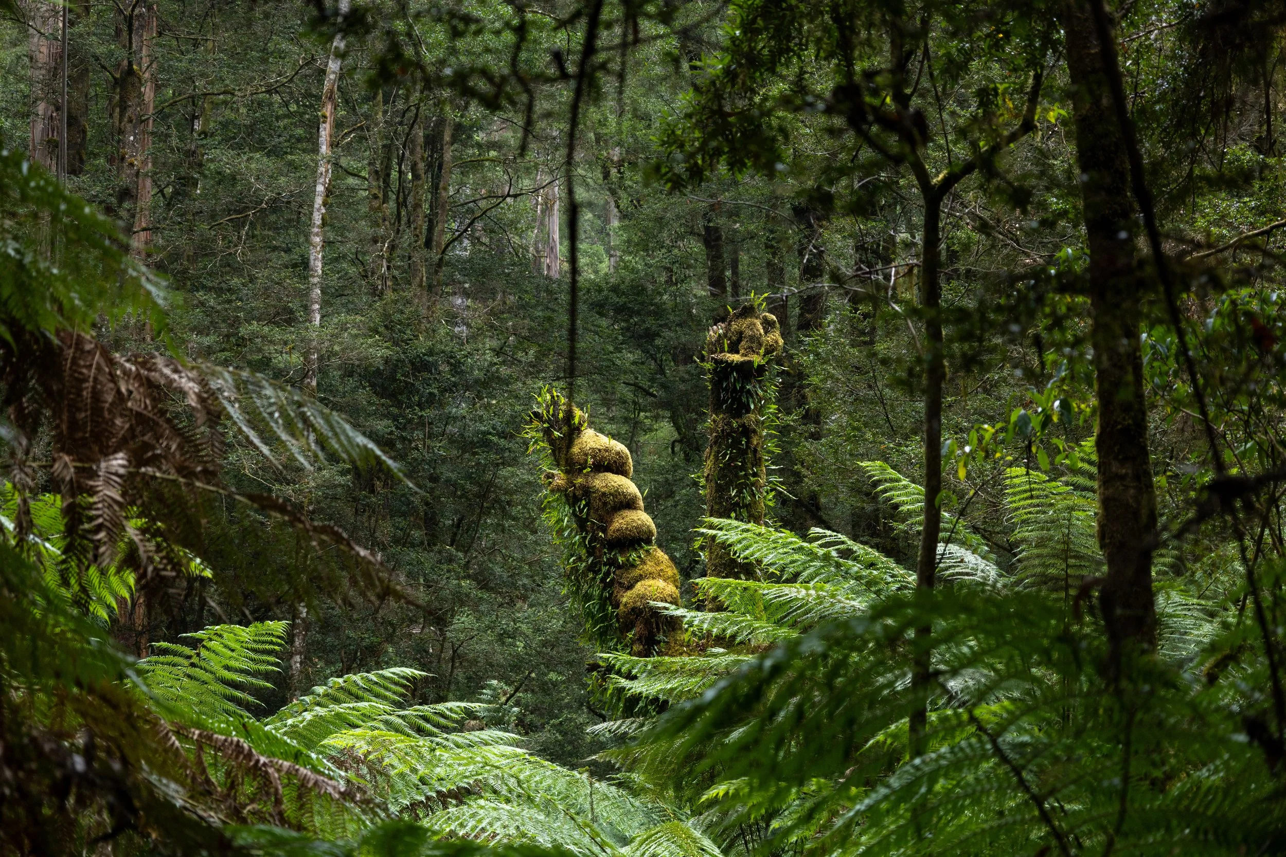 20250208-IMG_0892 copy.jpg