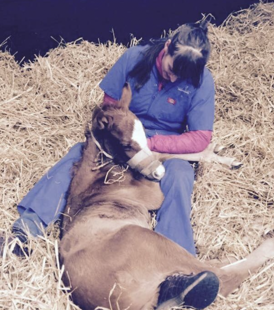 Equine sustainability&nbsp;