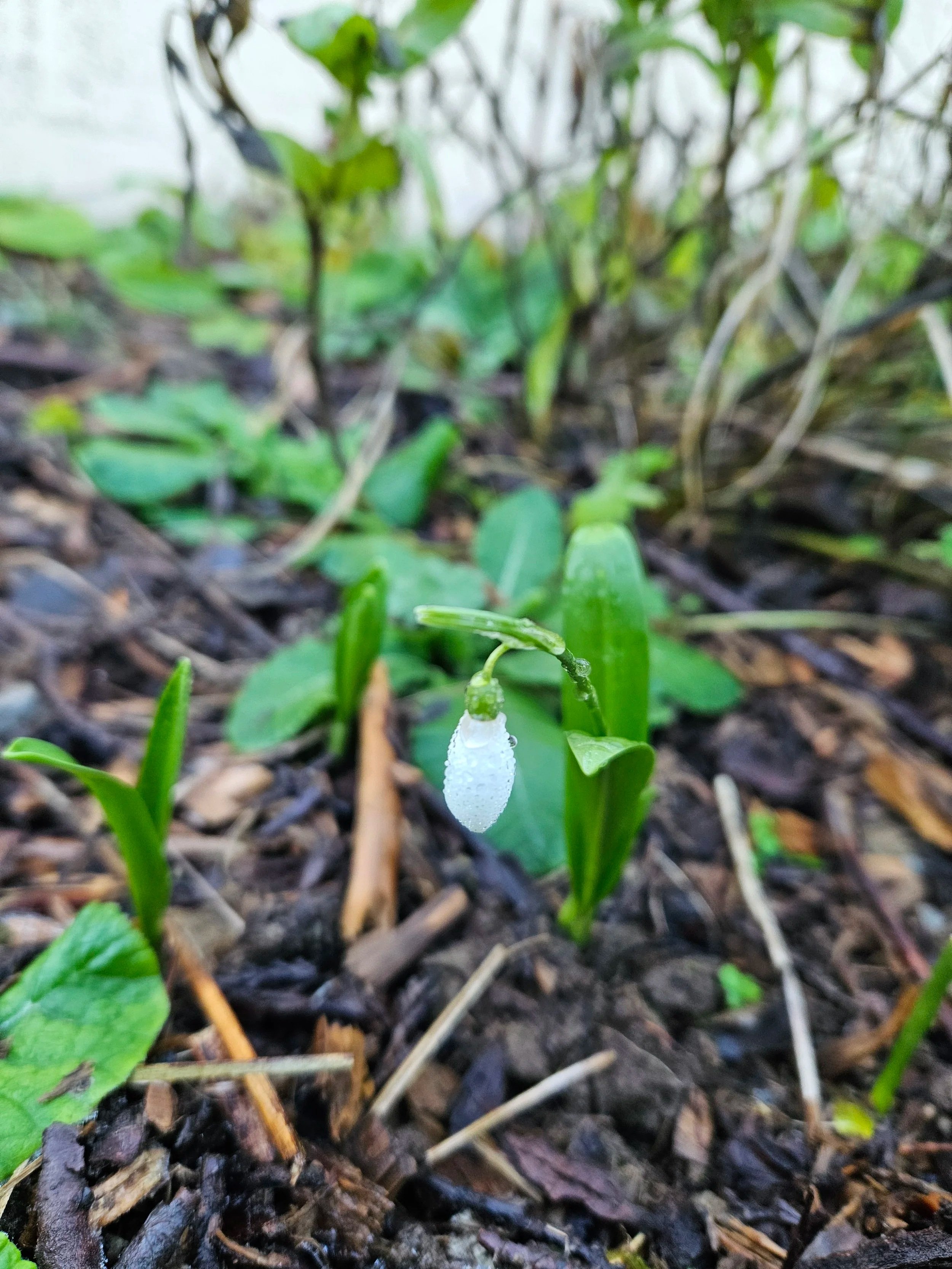 January in the garden