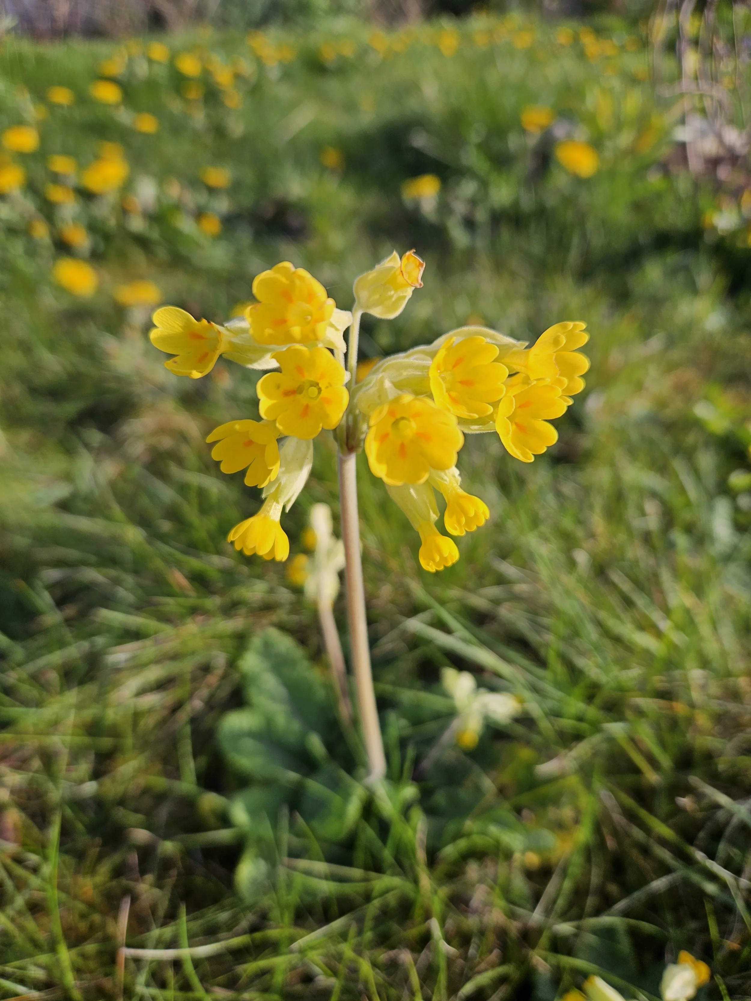 Gardening in May