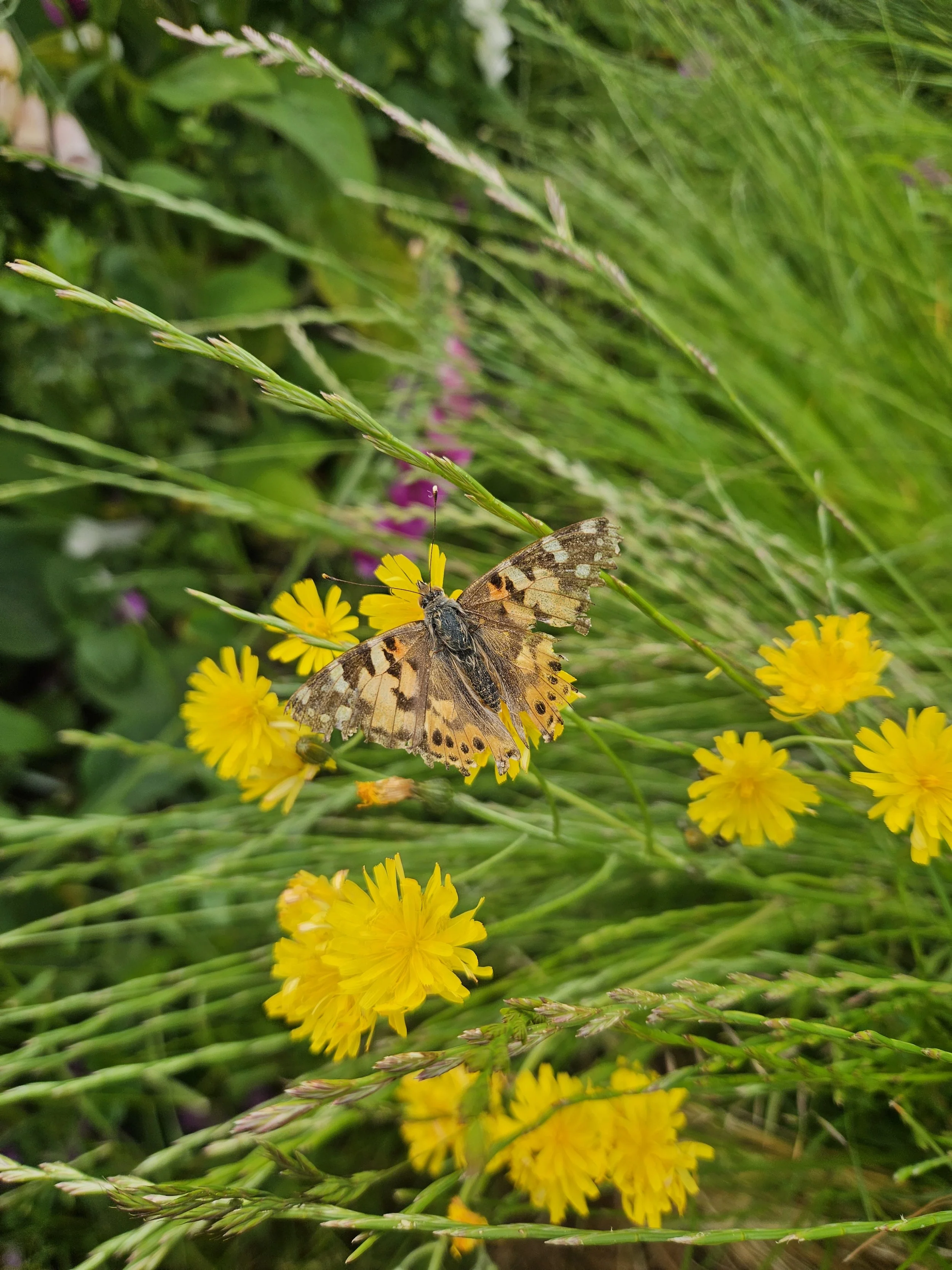 June Gardening