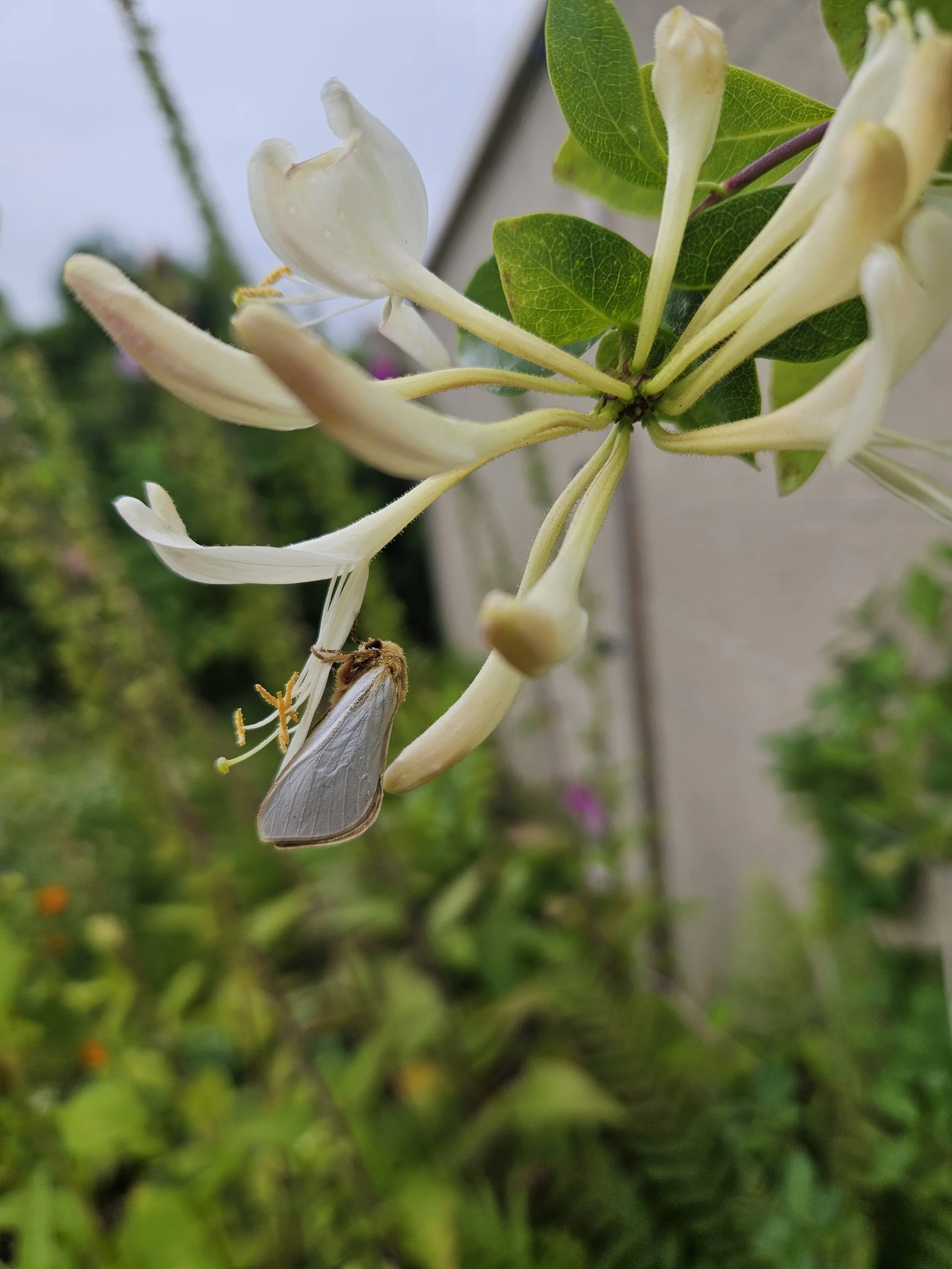 Gardening in July