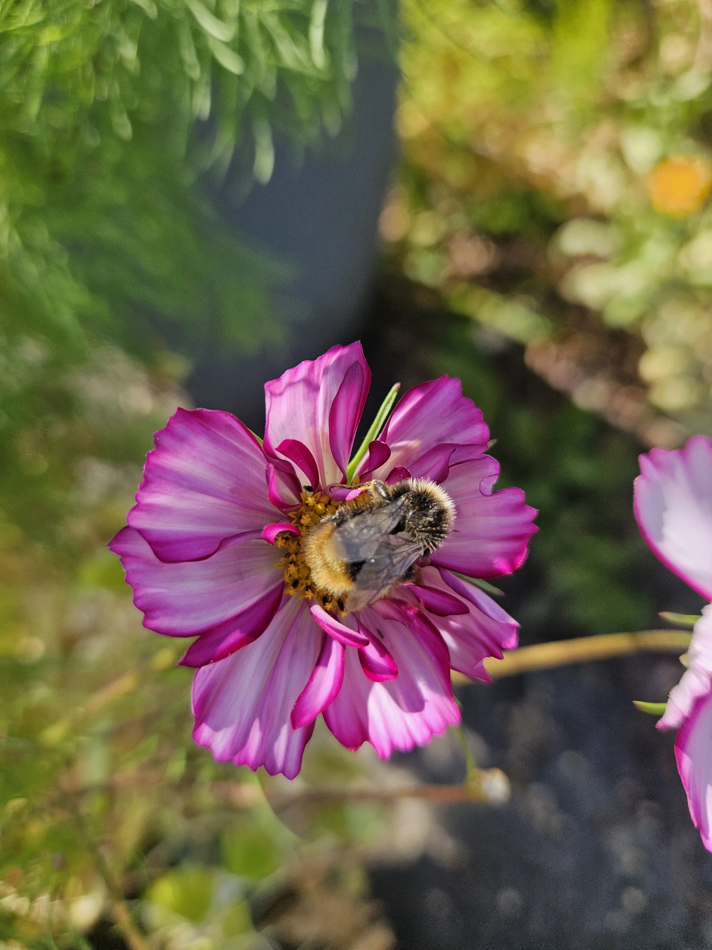 August Gardening Guide