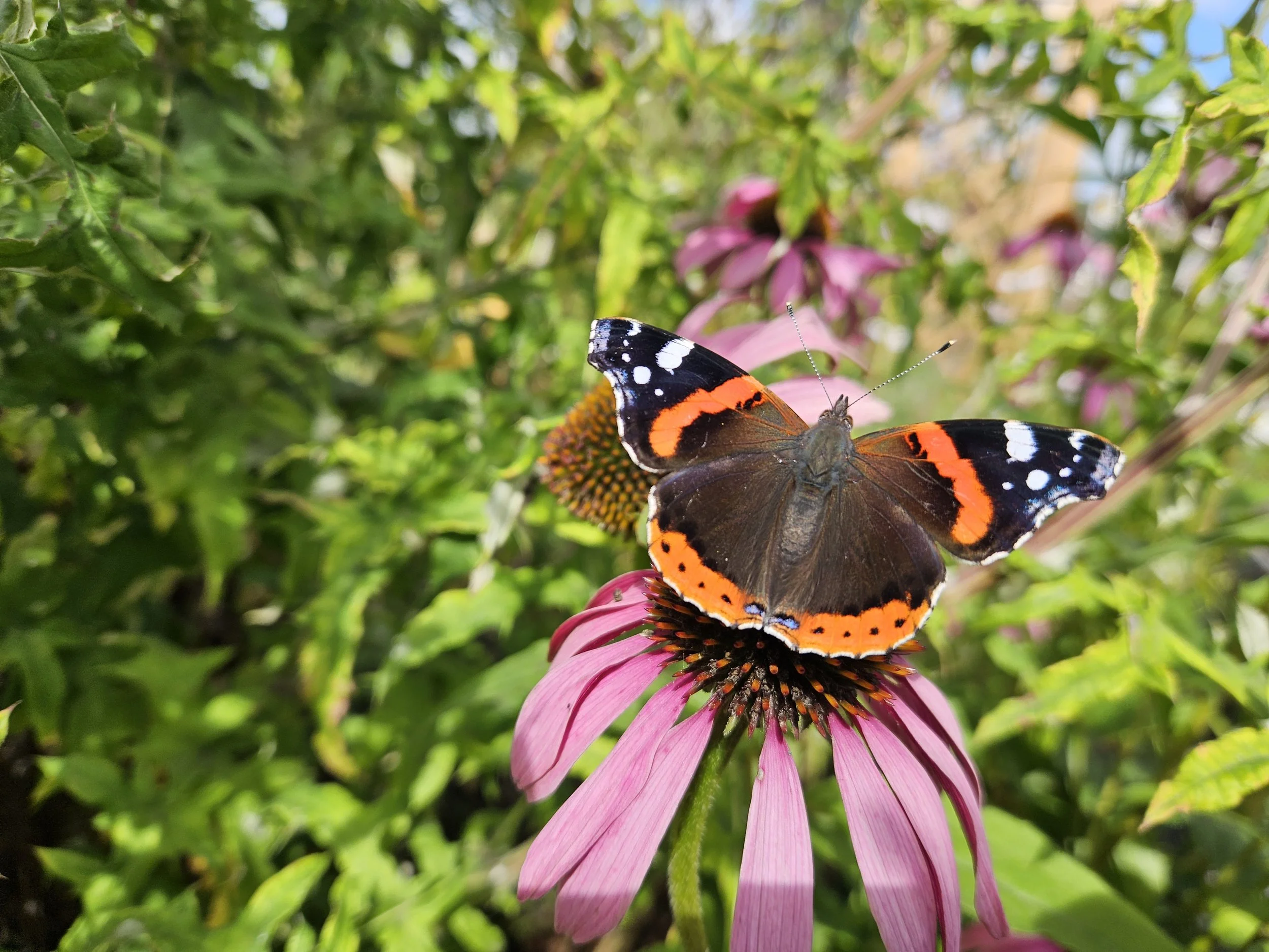 September Gardening Guide