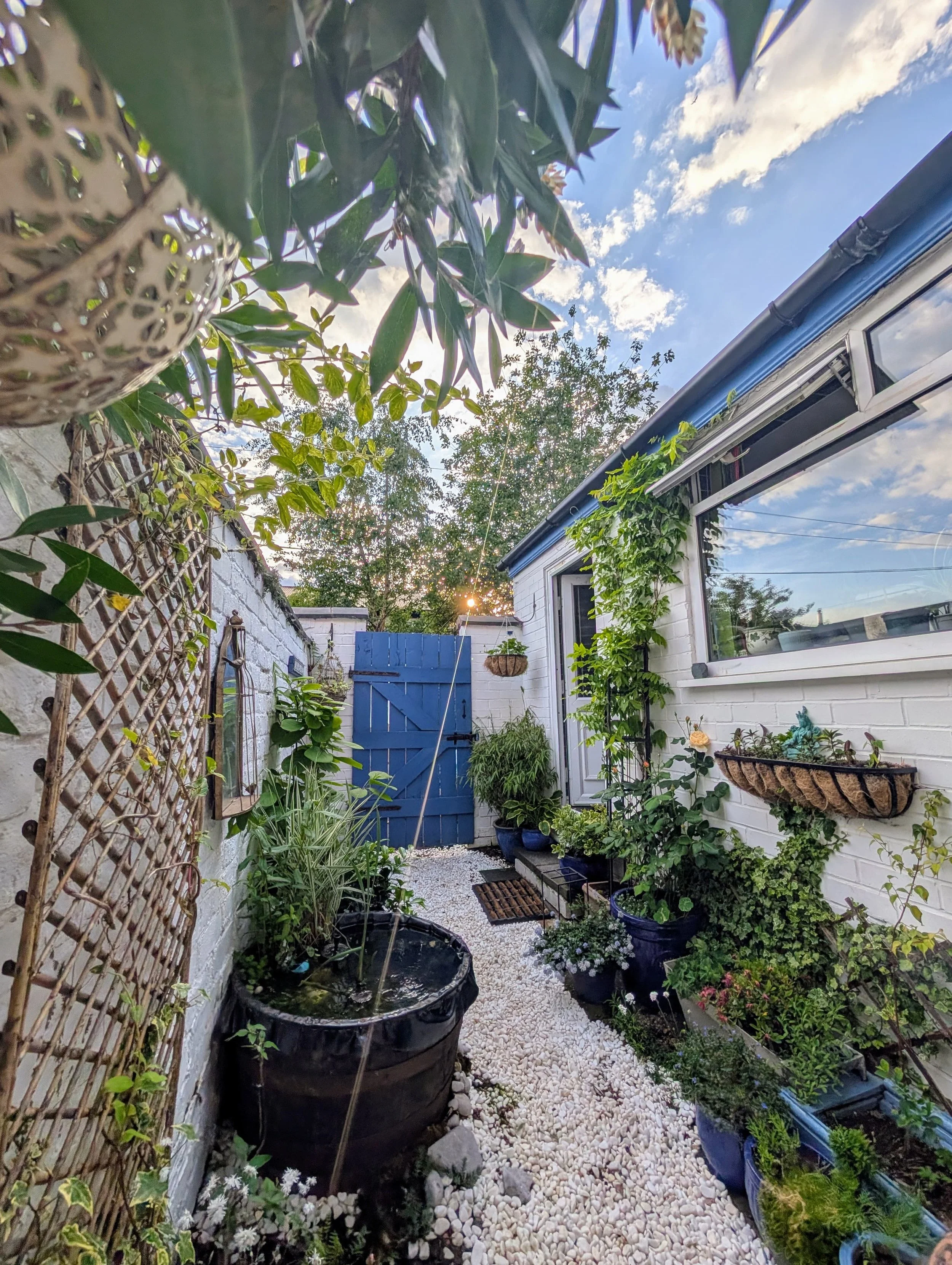 A cozy backyard garden with potted plants, a blue wooden gate, white gravel pathway, and a white house with large windows, under a blue sky with clouds.