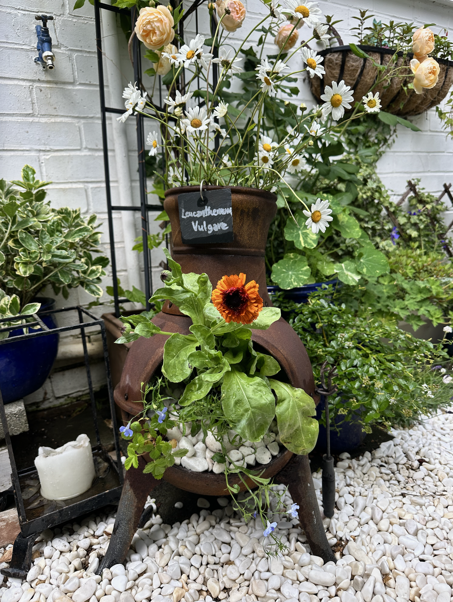 A garden scene with a rusted vintage wheelbarrow filled with green plants, topped with an orange flower, surrounded by white pebbles, and positioned among various potted and flowering plants against a white brick wall.