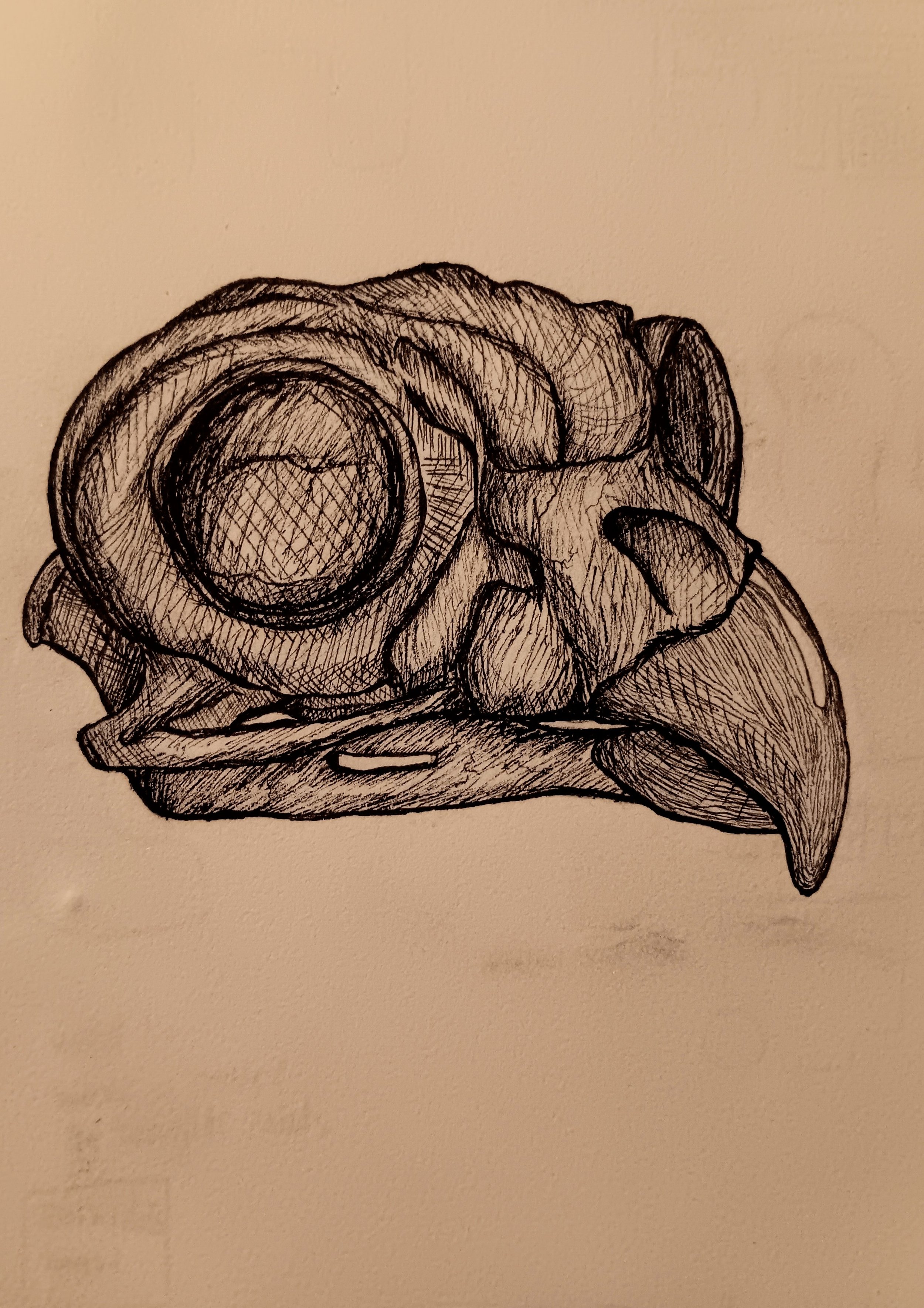 Owl.jpg