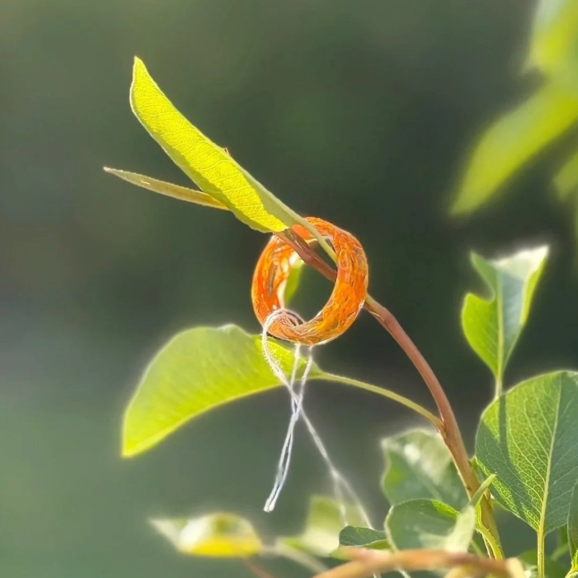 Orange Herb Ring - Size 8