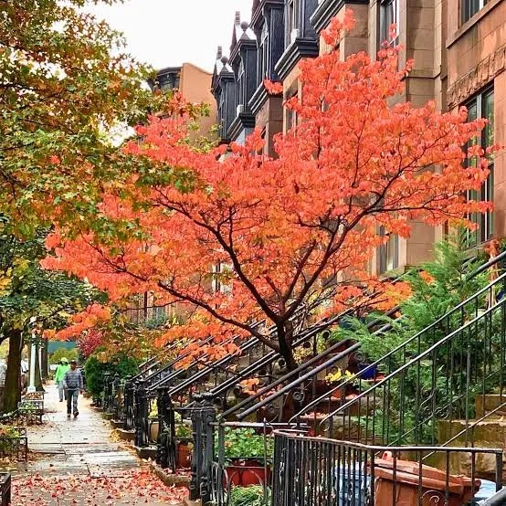 How Much Does a Full Packing and Moving Service Cost in Park Slope?