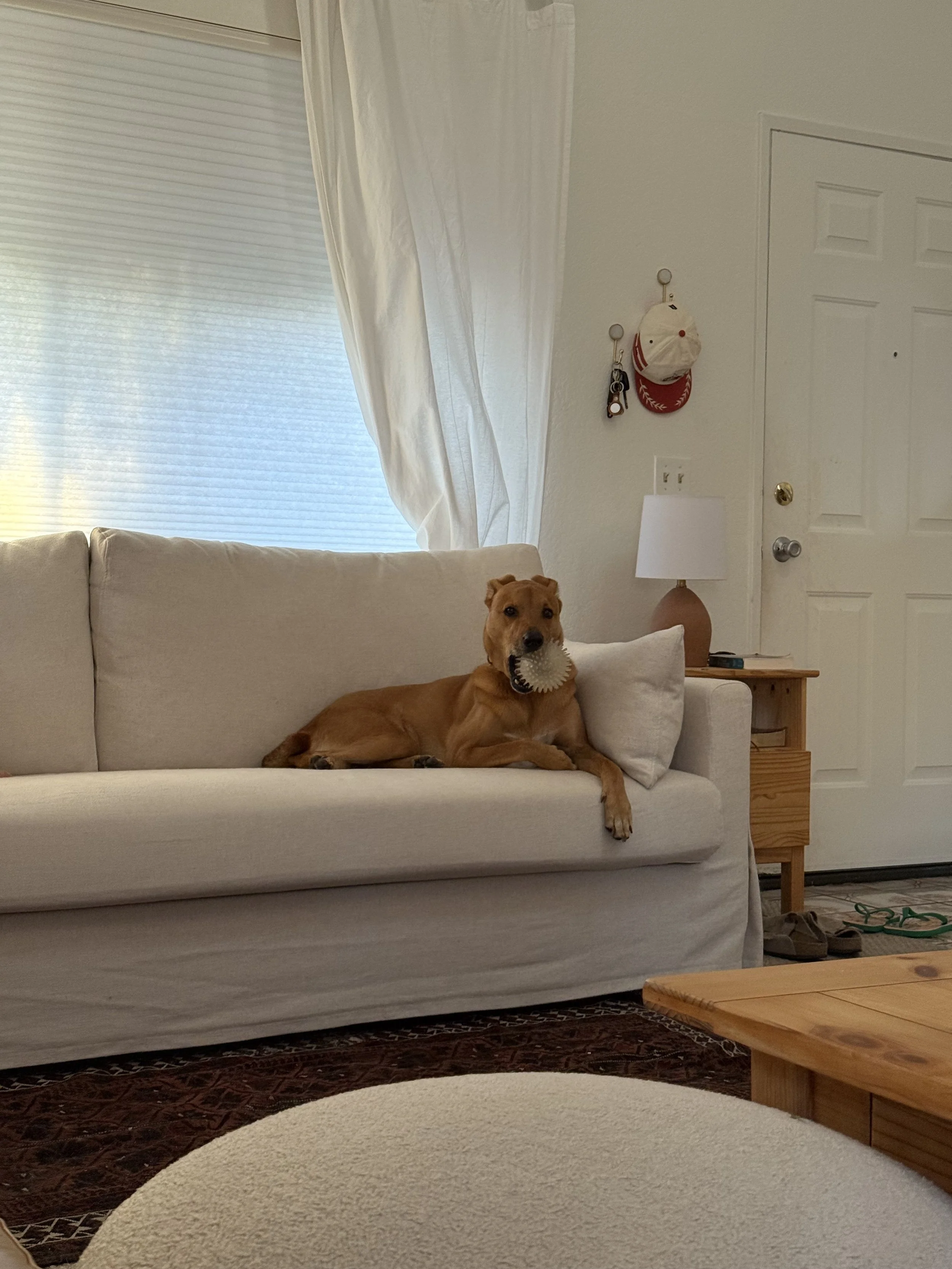 dog on couch