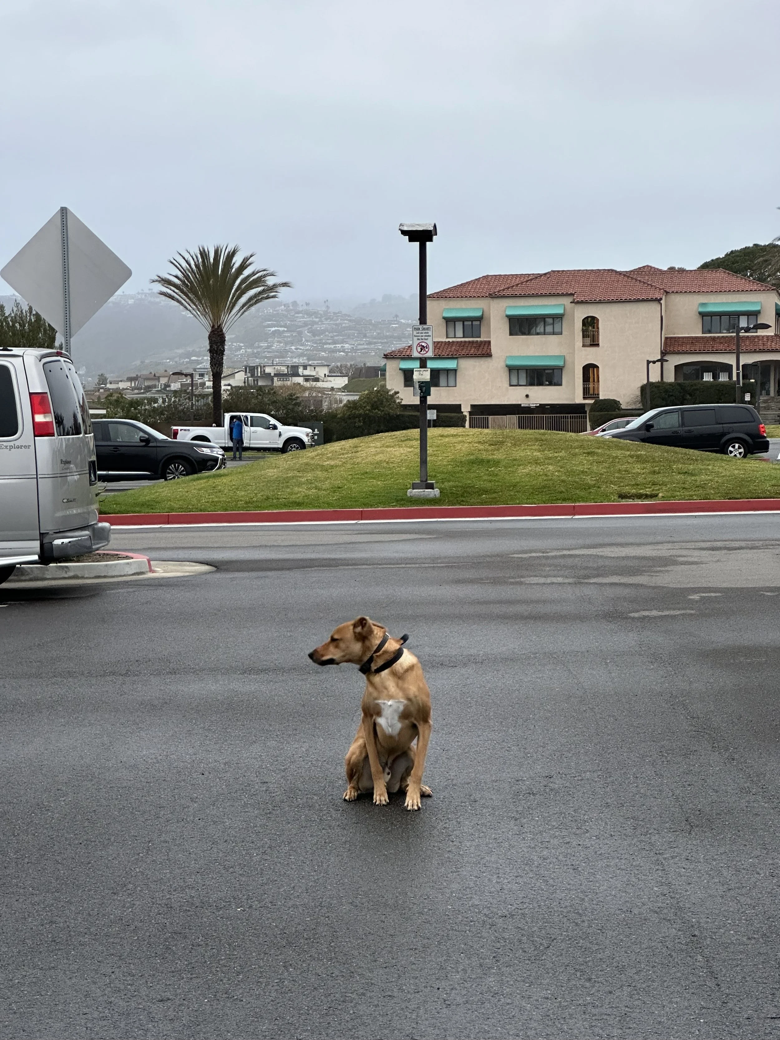 dog sitting in the parking lot