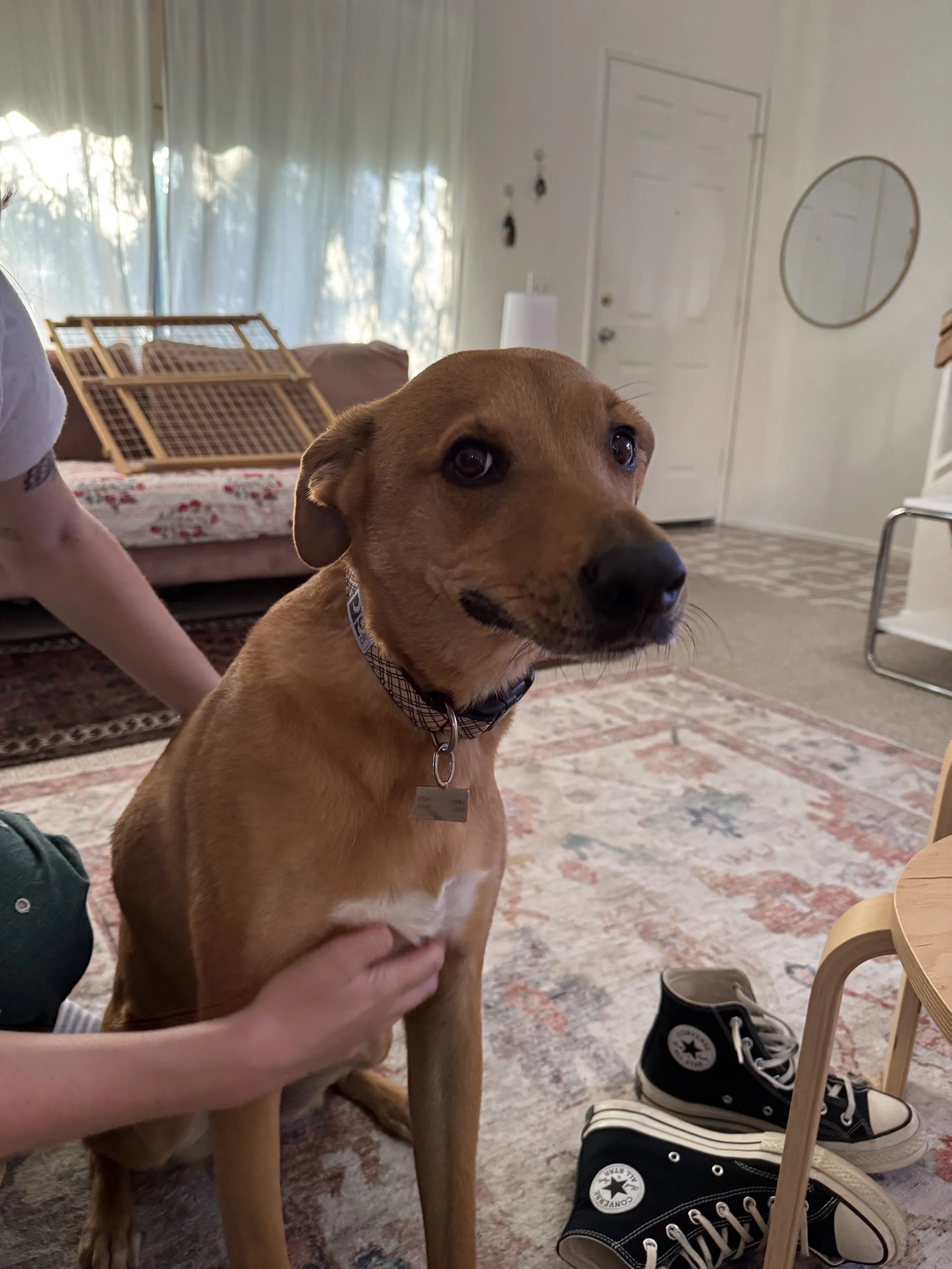 dog smile