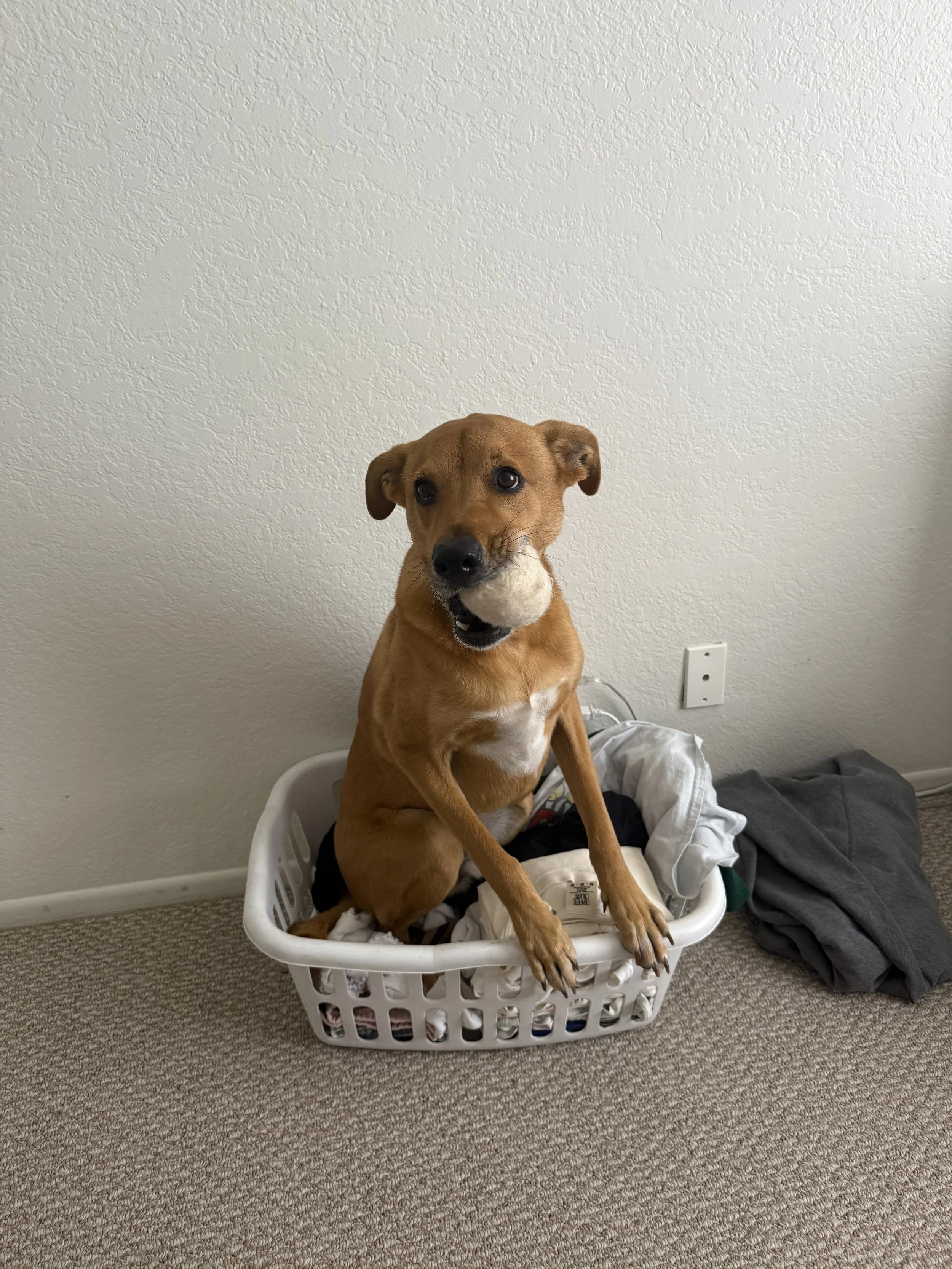 Dog doing laundry