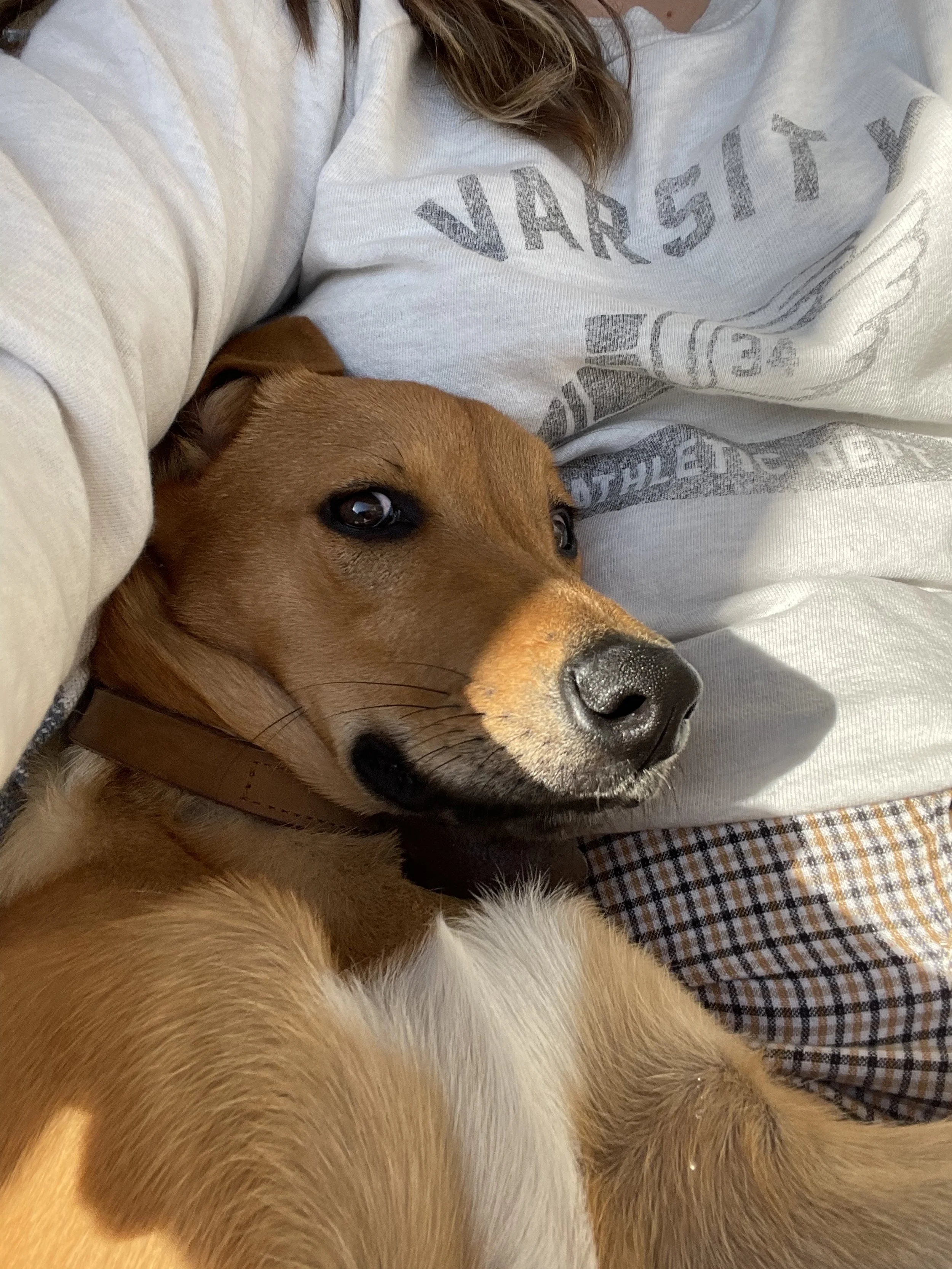 cuddly dog