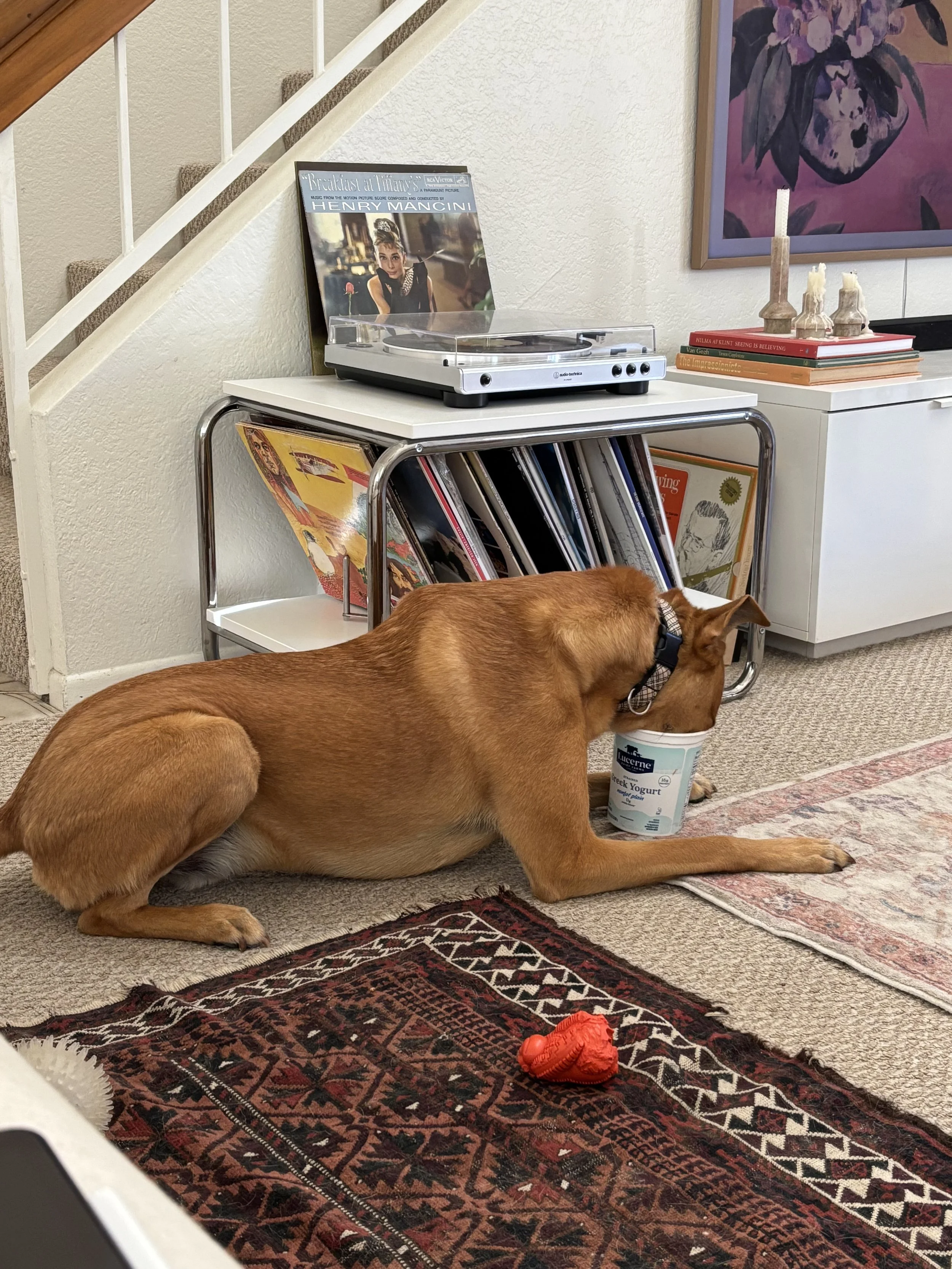 yogurt dog
