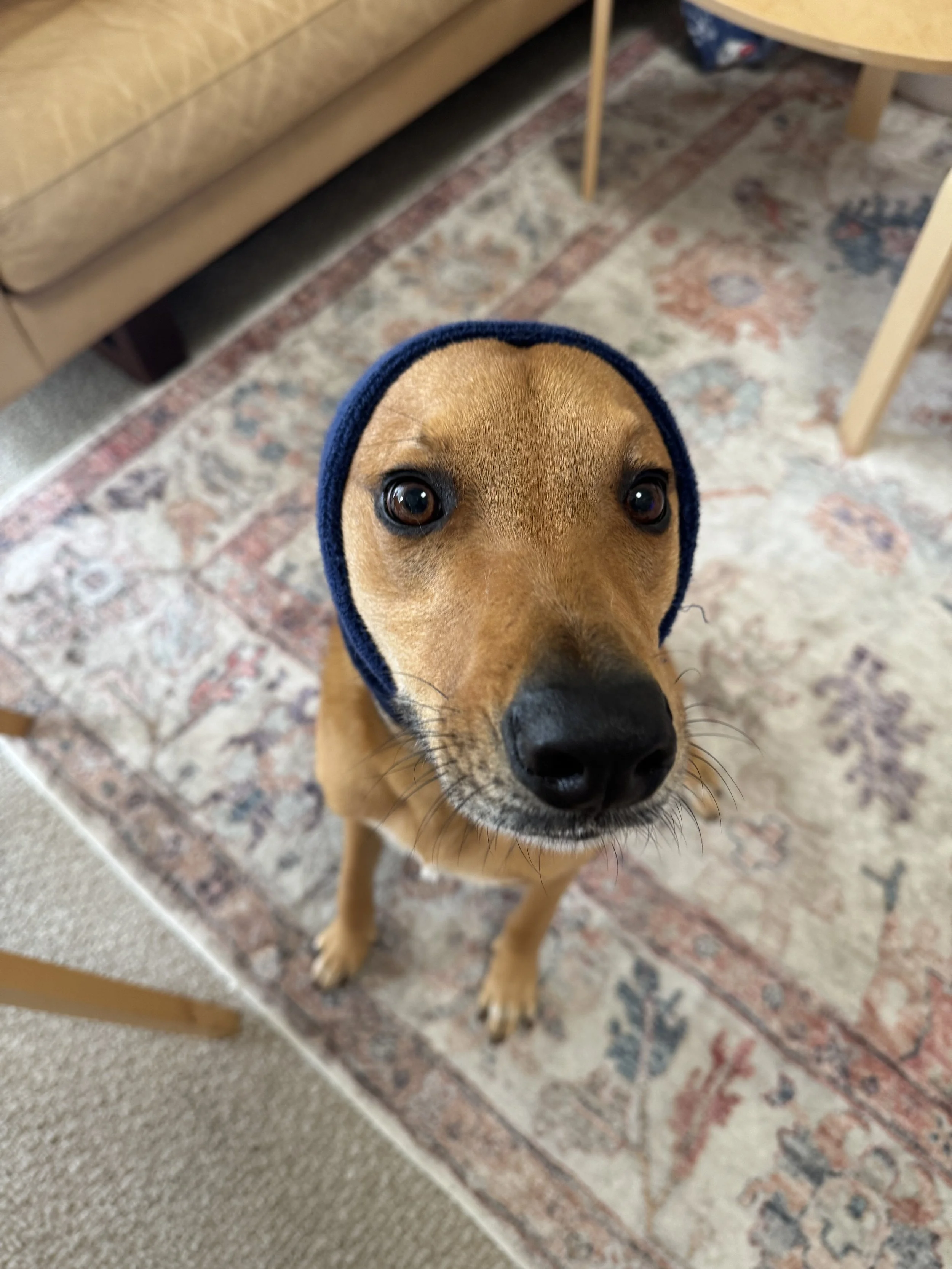 dog quiet ears