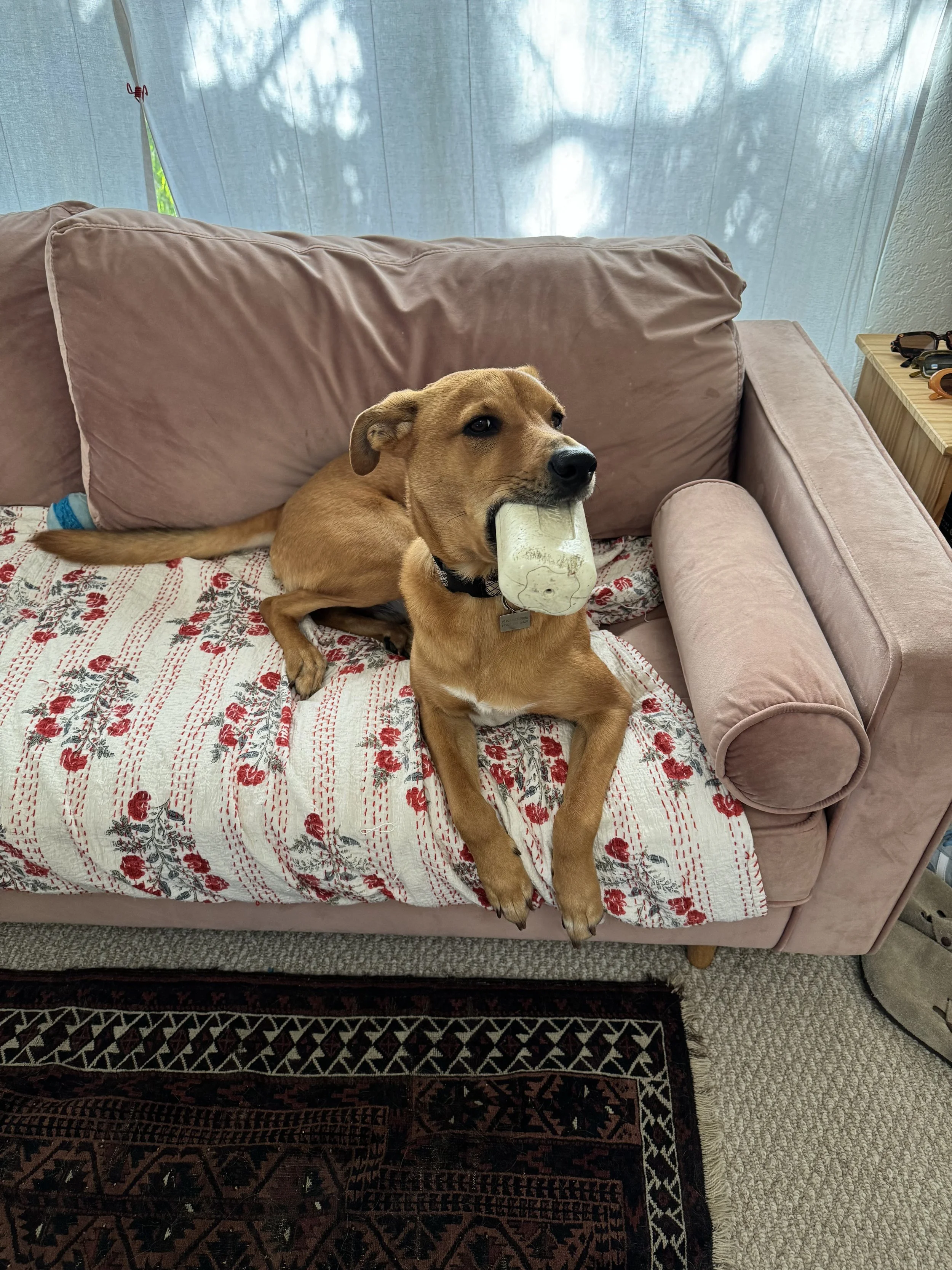 dog with toy in mouth